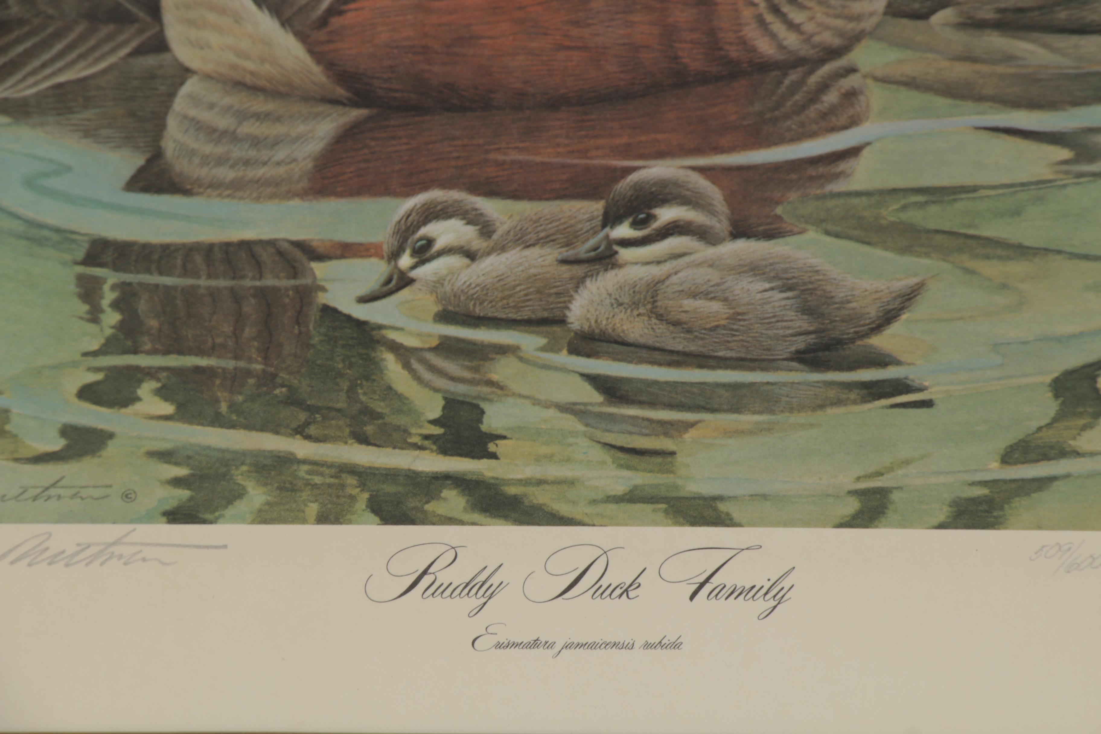 John Ruthven Offset Lithograph "Ruddy Duck Family"