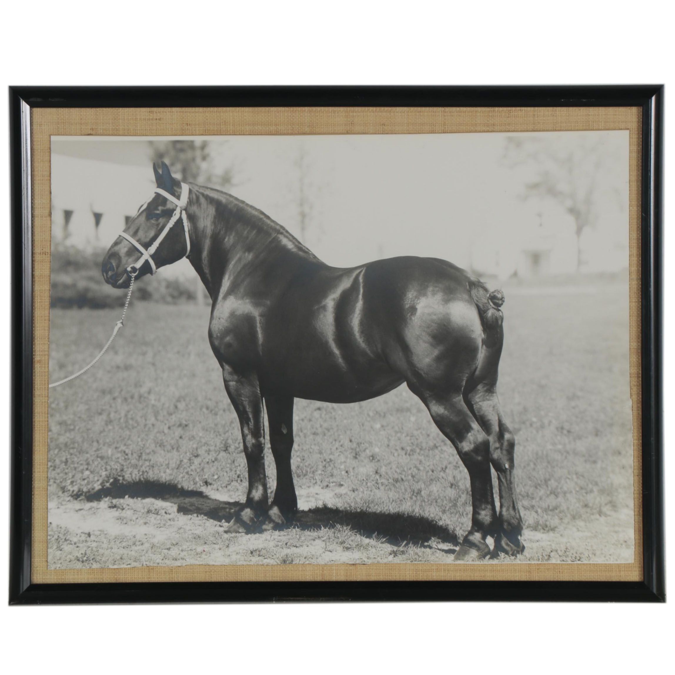 Percheron Horse Large-Scale Silver Gelatin Photograph, Early to Mid 20th Century