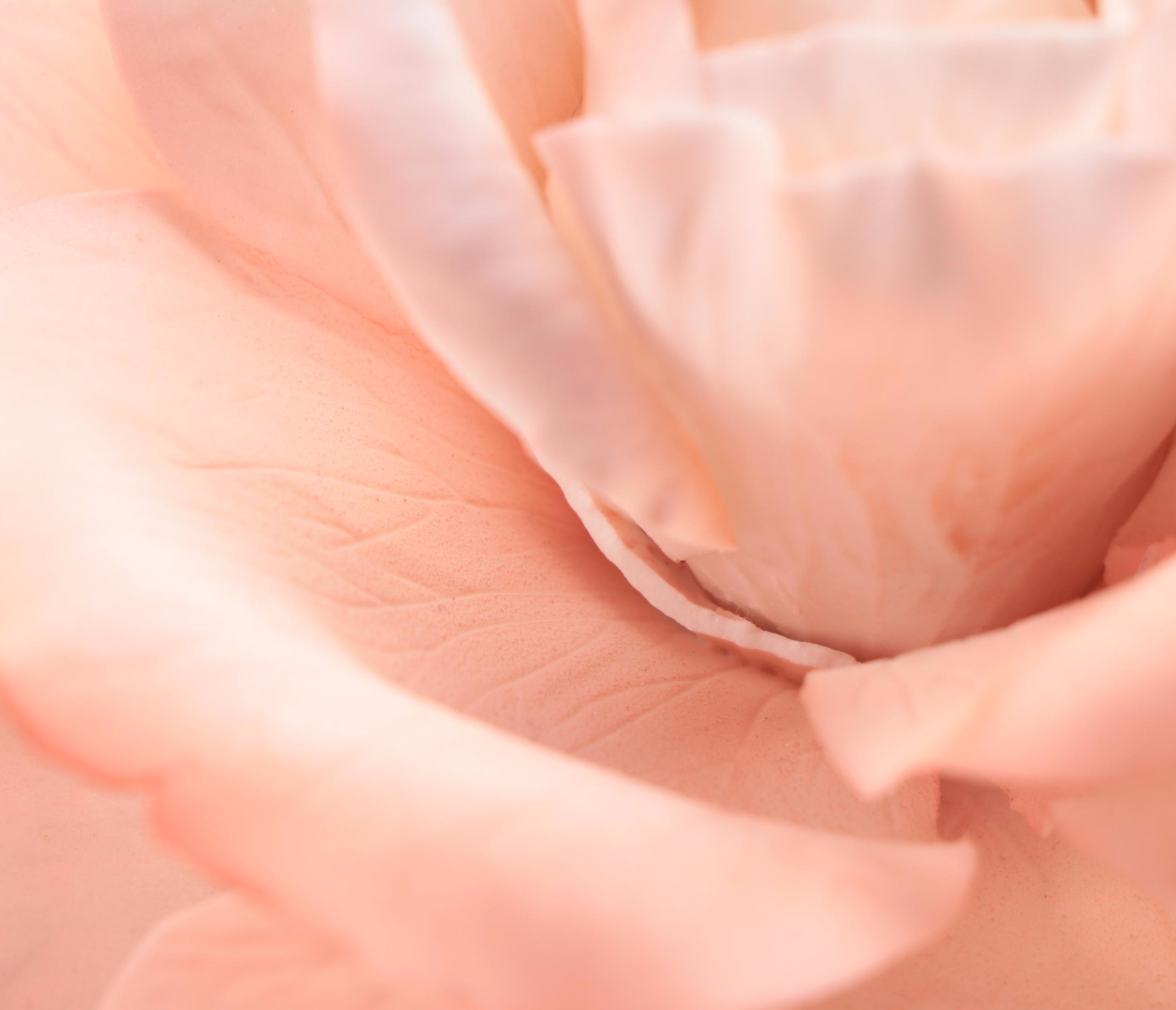 Boehm "Barbara Bush Rose" and "Helen Boehm Yellow Iris" Porcelain Figurines