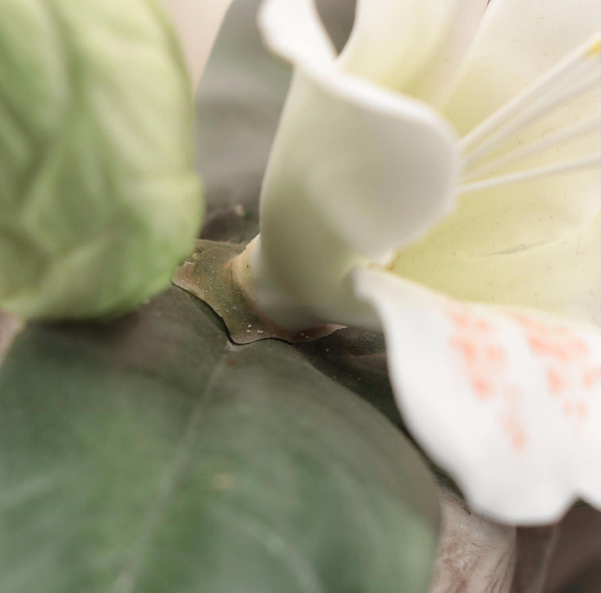 Boehm "Barbara Bush Rose" and "Helen Boehm Yellow Iris" Porcelain Figurines