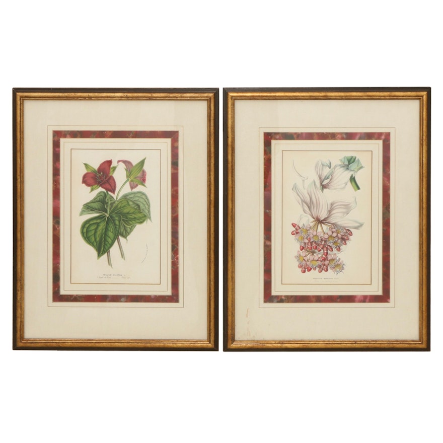 Horto Van Houtteano Hand-Colored Lithographs, Late 19th Century