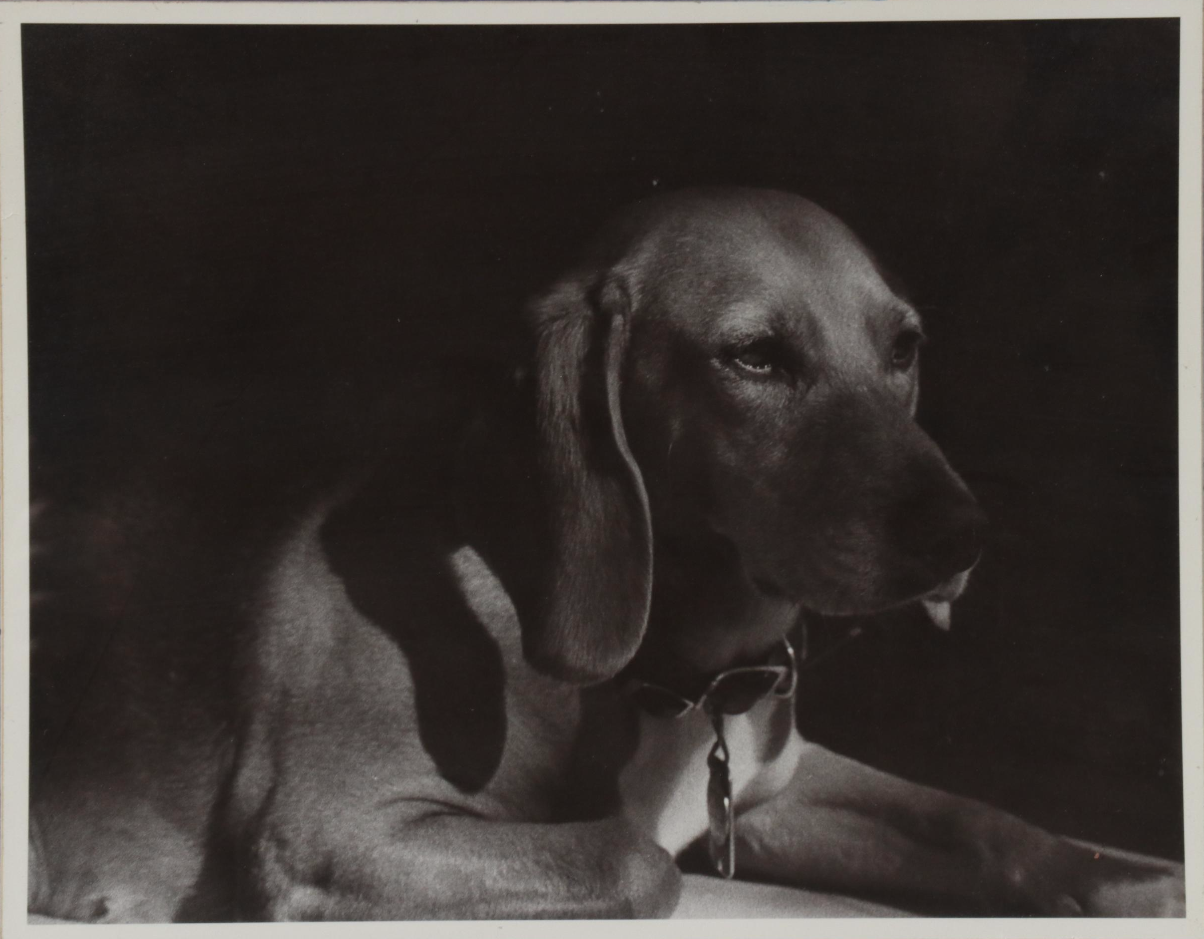 Marquetry and Photograph of Canine Portraits, Late 20th Century