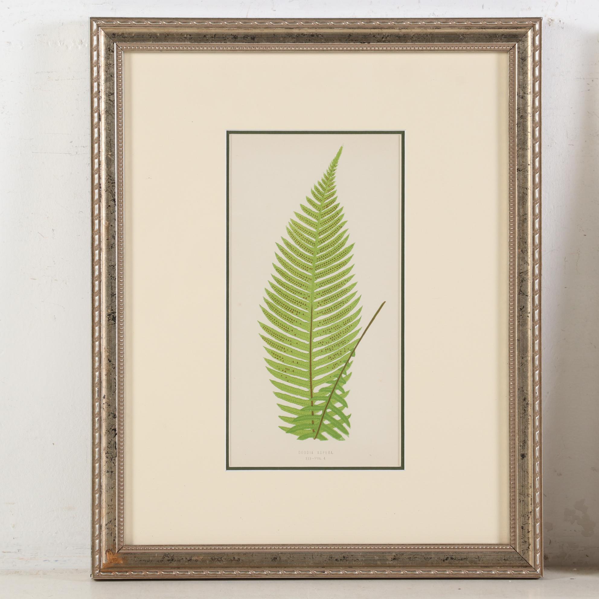 Edward Joseph Lowe and Alexander Francis Lydon Woodblocks, 1856-1860