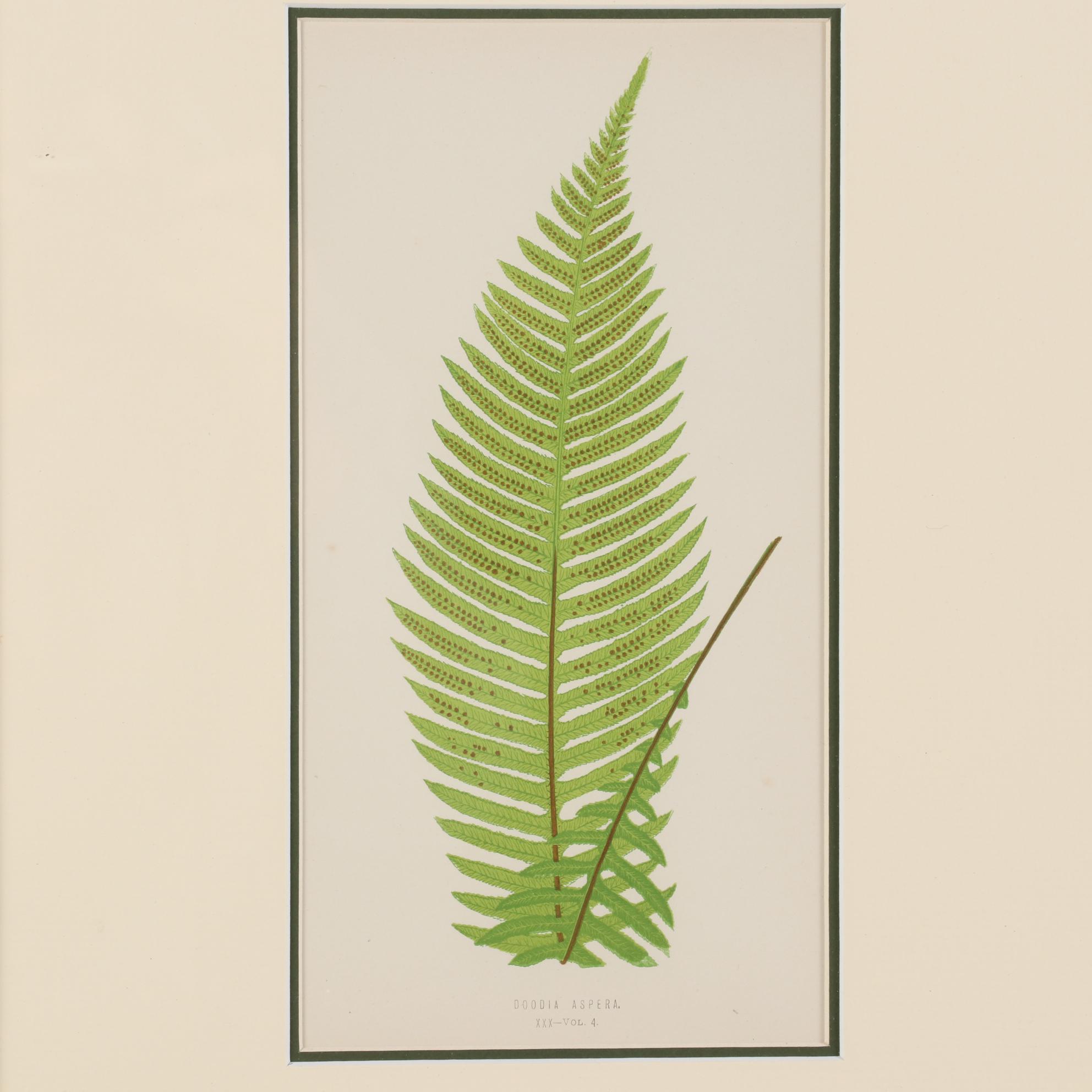 Edward Joseph Lowe and Alexander Francis Lydon Woodblocks, 1856-1860