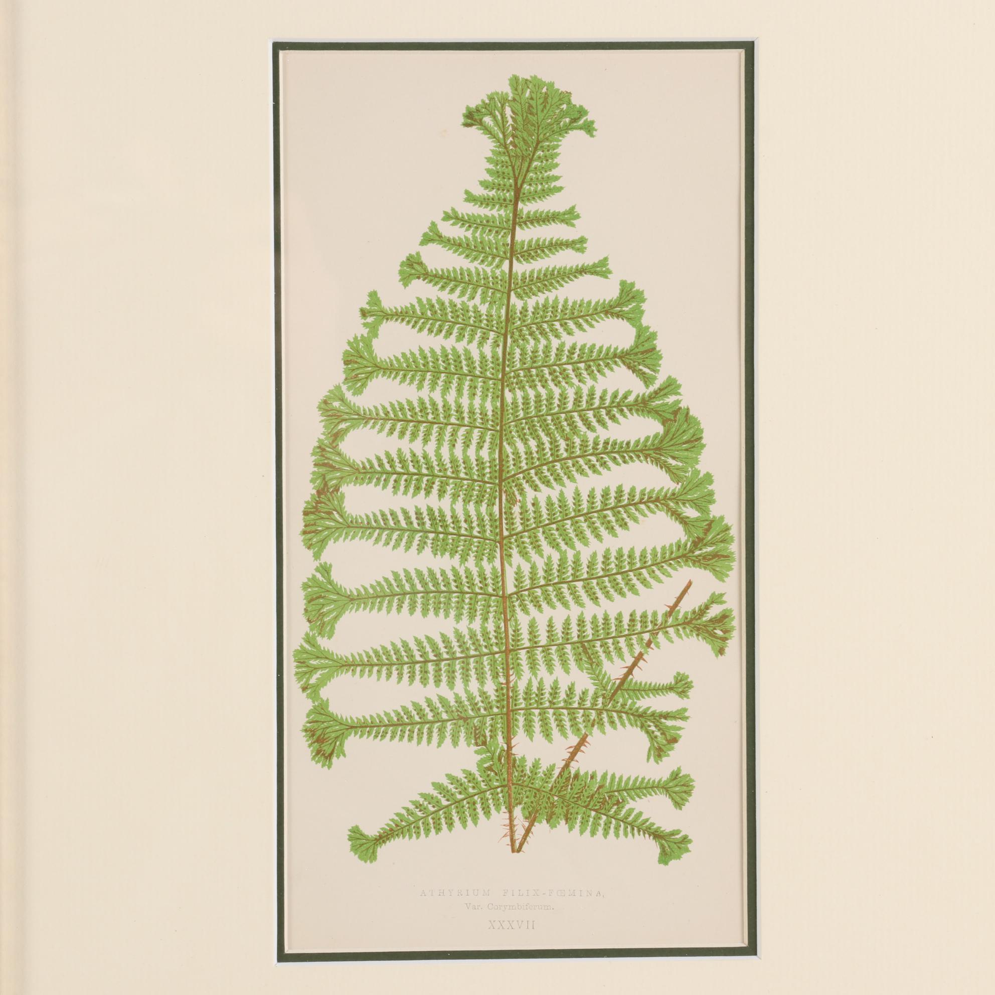 Edward Joseph Lowe and Alexander Francis Lydon Woodblocks, 1856-1860