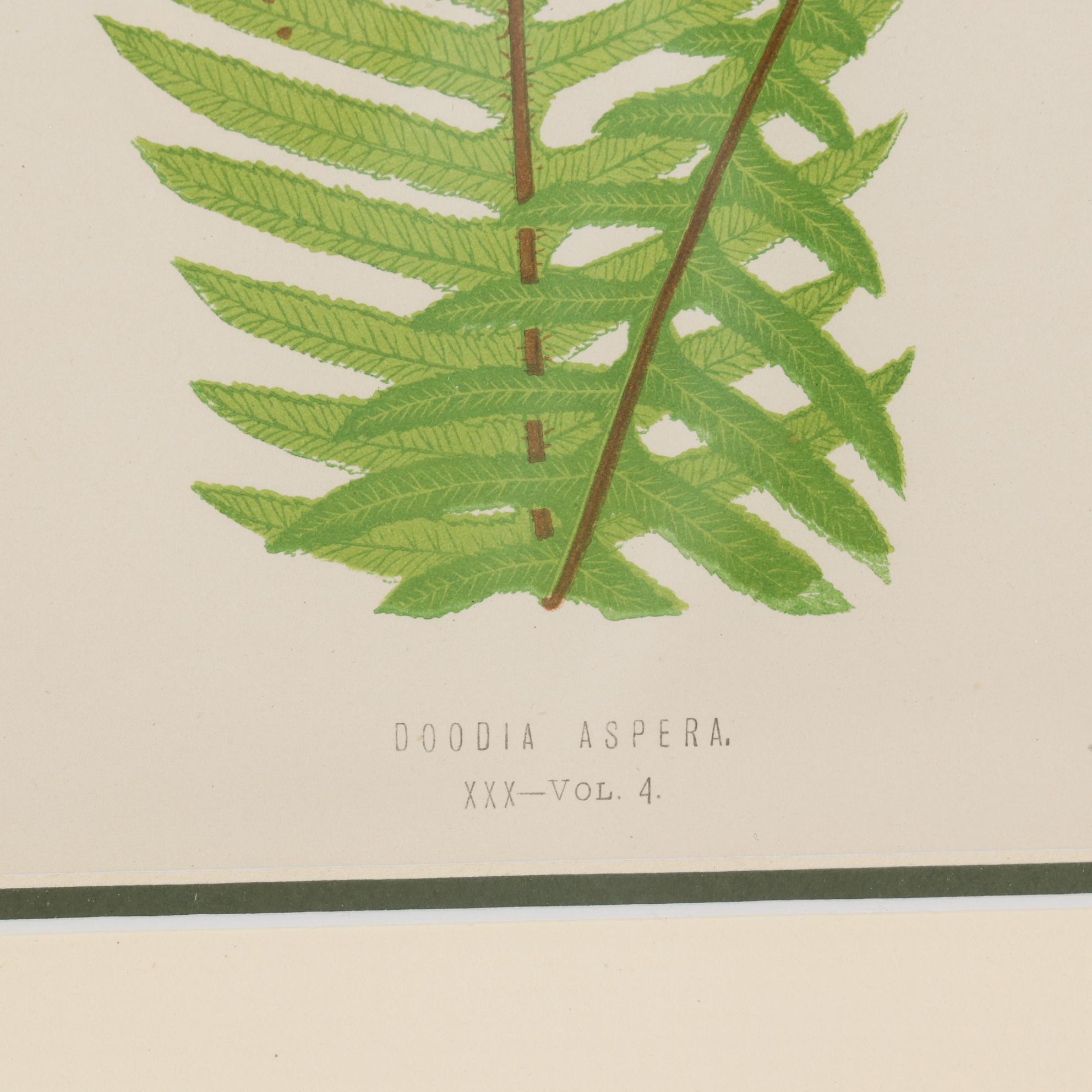 Edward Joseph Lowe and Alexander Francis Lydon Woodblocks, 1856-1860