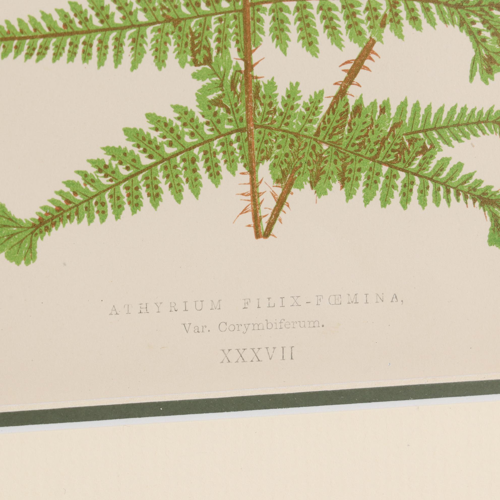 Edward Joseph Lowe and Alexander Francis Lydon Woodblocks, 1856-1860