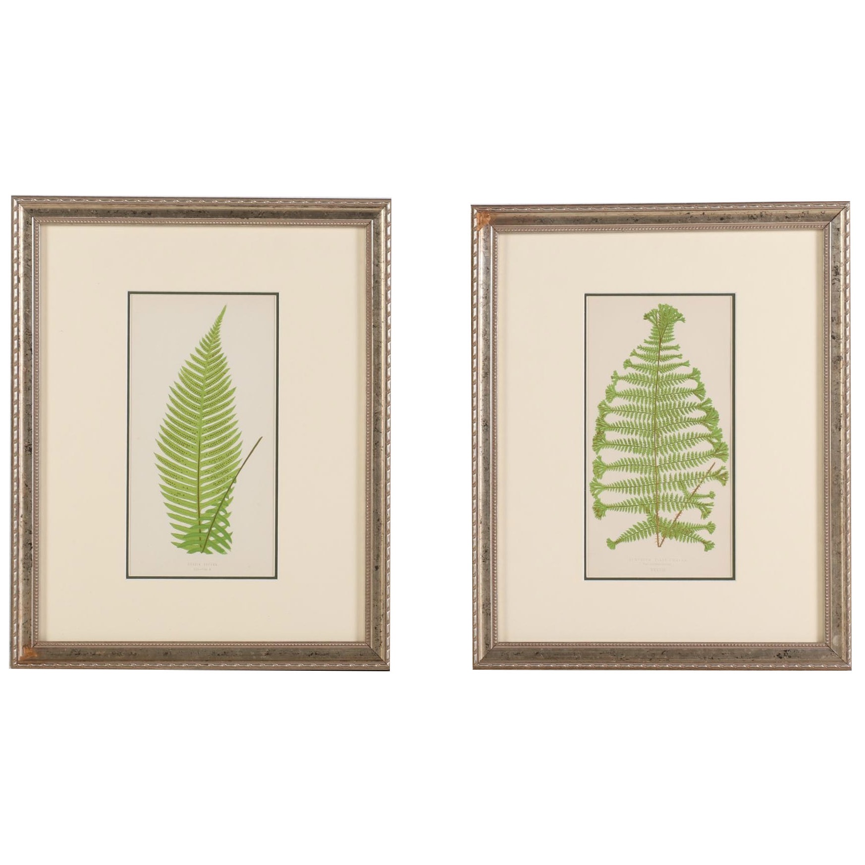 Edward Joseph Lowe and Alexander Francis Lydon Woodblocks, 1856-1860