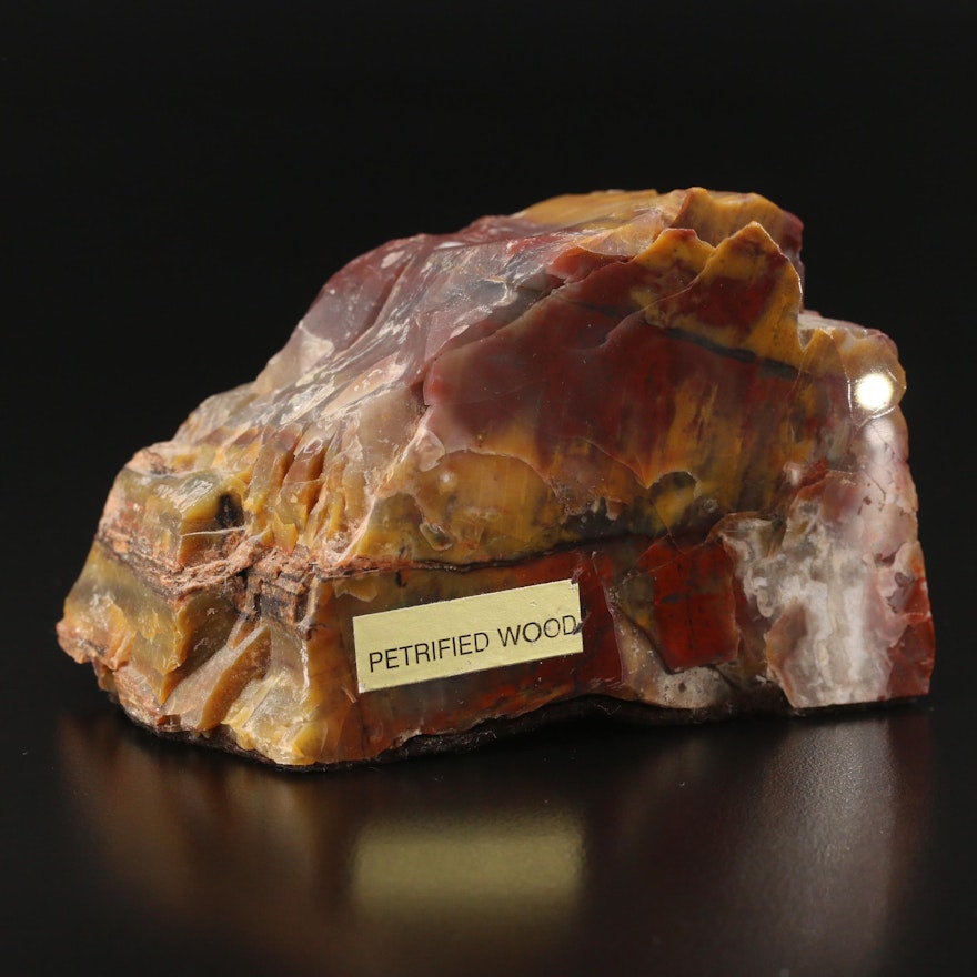 Polished Petrified Wood Specimen