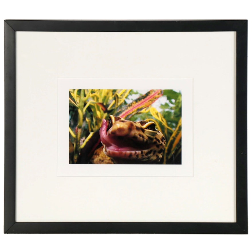 Catherine Chalmers Giclée "Gecko," 2006