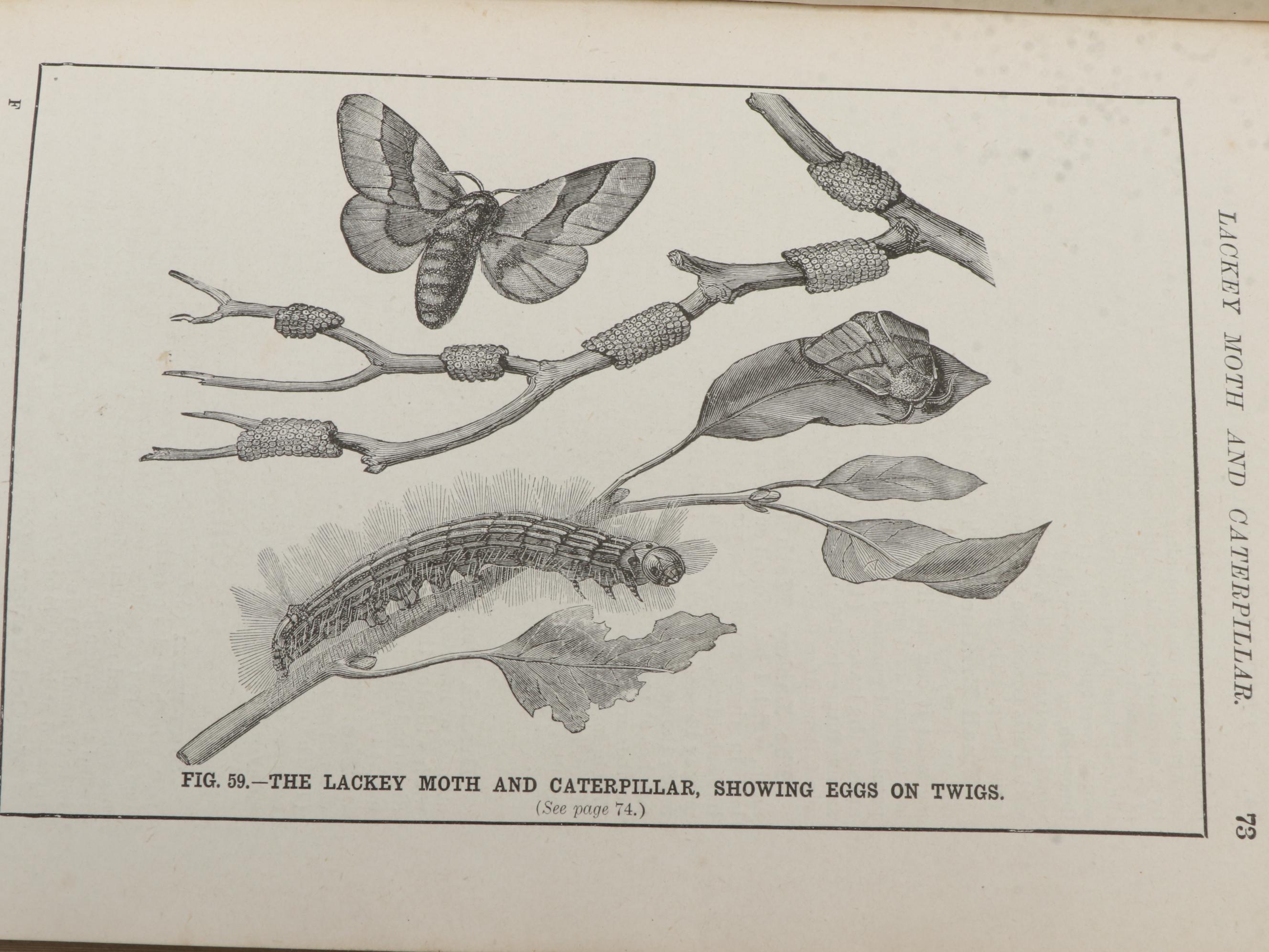 "Fruit Growing for Amateurs" by H. H. Thomas and More Cultivation Books