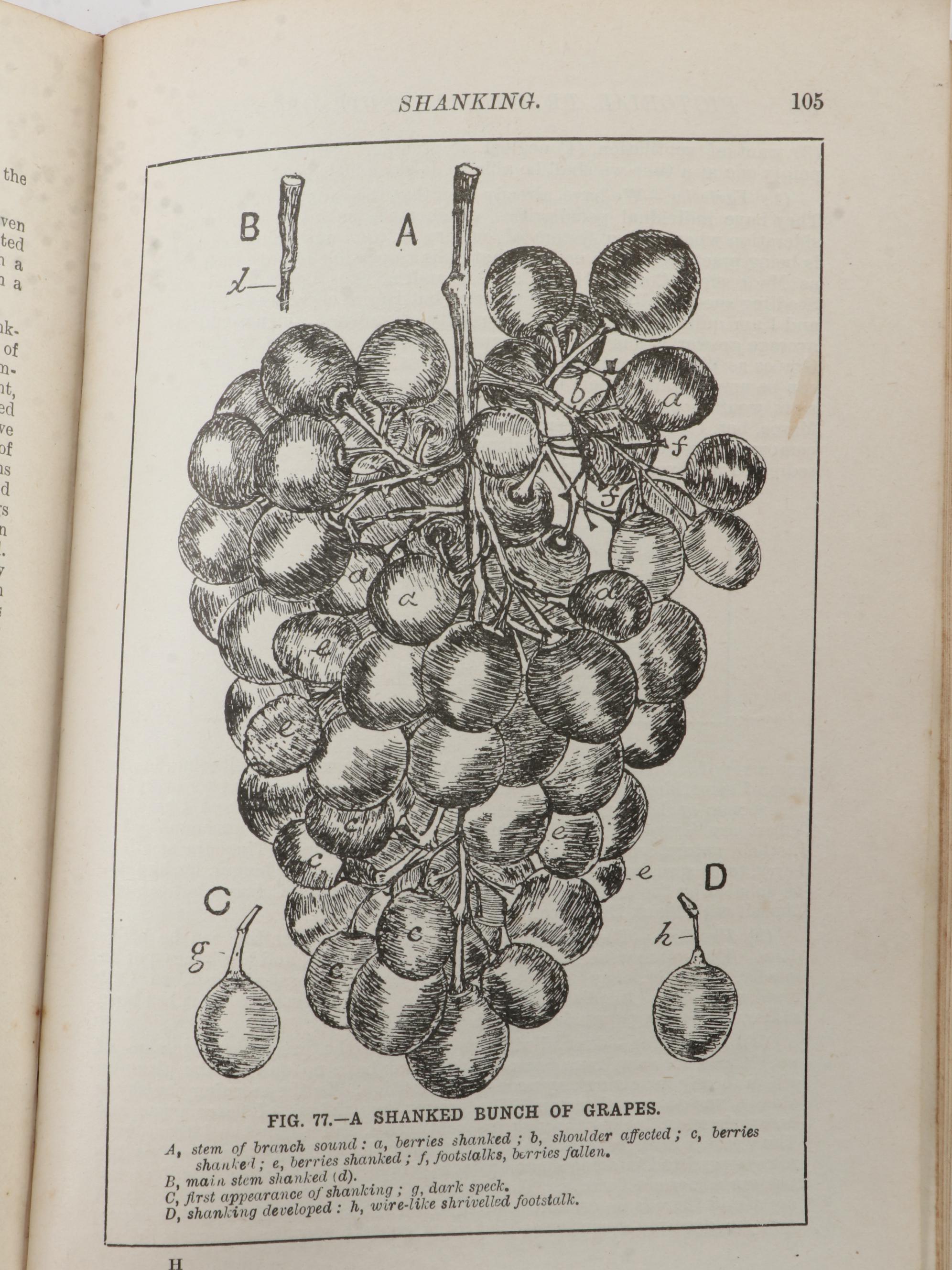 "Fruit Growing for Amateurs" by H. H. Thomas and More Cultivation Books