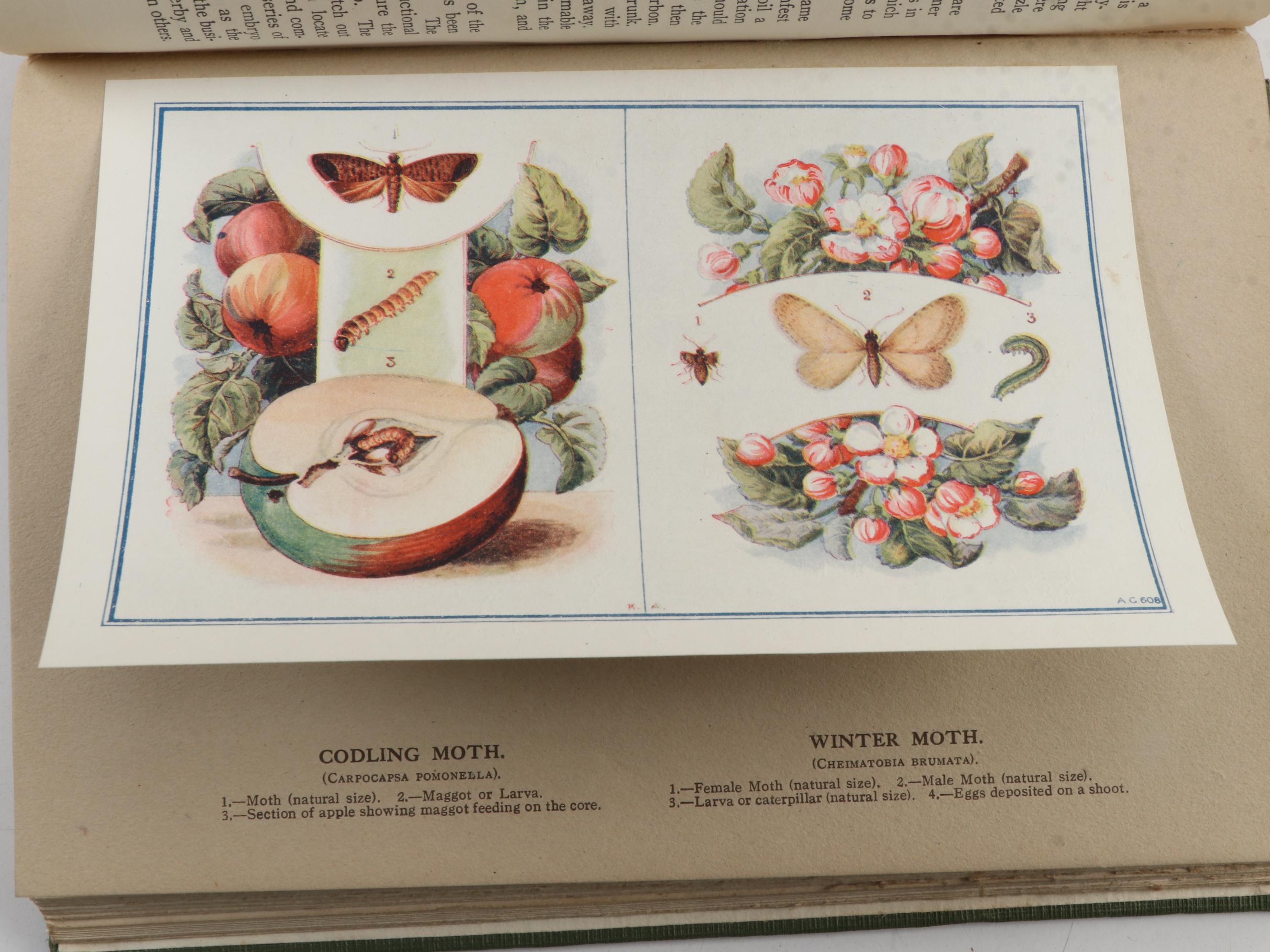 "Fruit Growing for Amateurs" by H. H. Thomas and More Cultivation Books