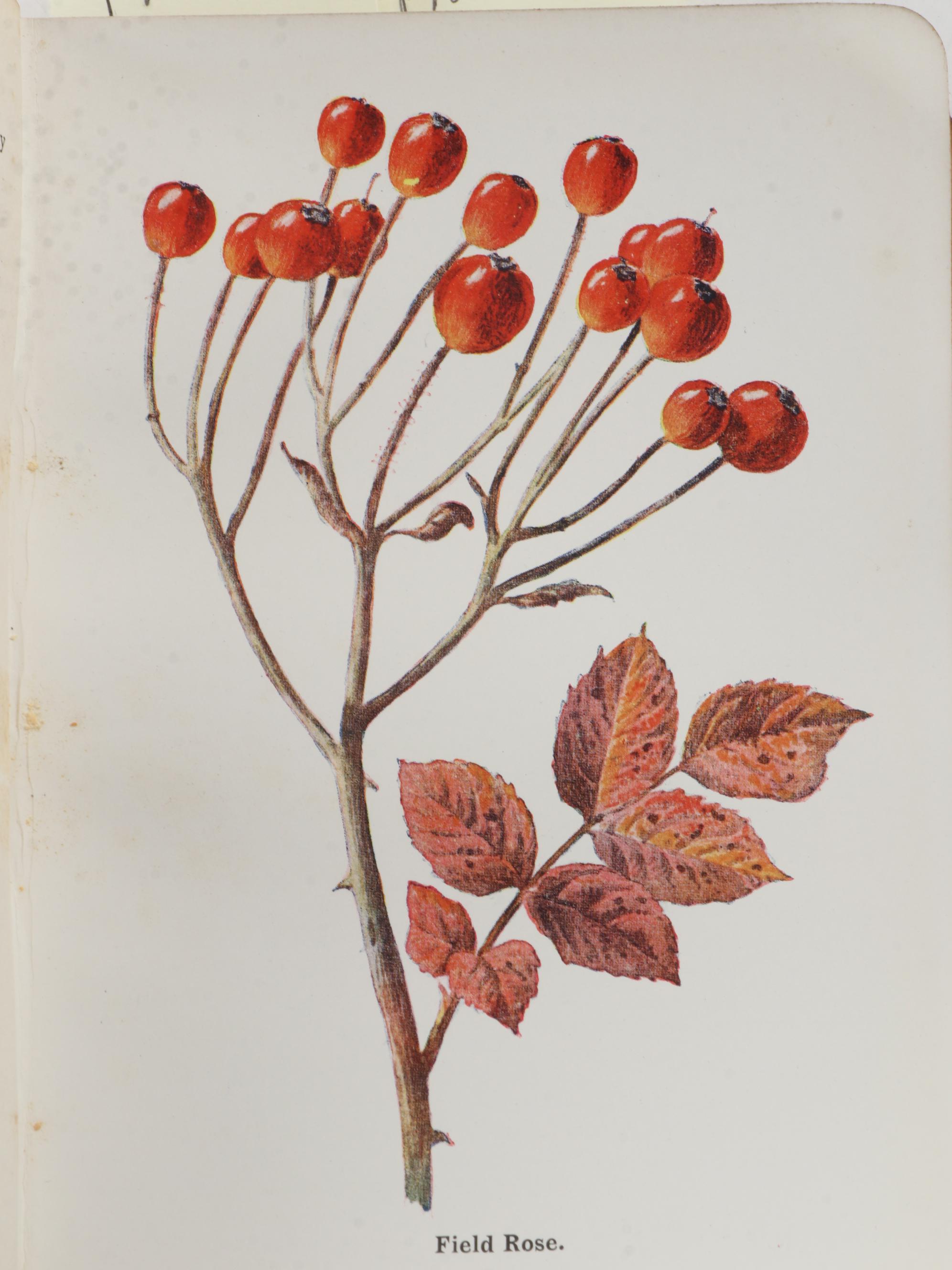 "Fruit Growing for Amateurs" by H. H. Thomas and More Cultivation Books