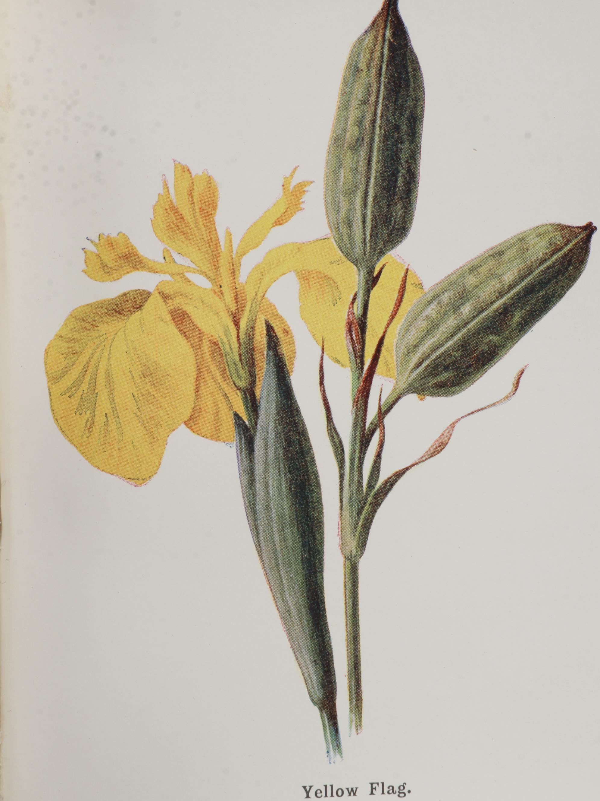 "Fruit Growing for Amateurs" by H. H. Thomas and More Cultivation Books