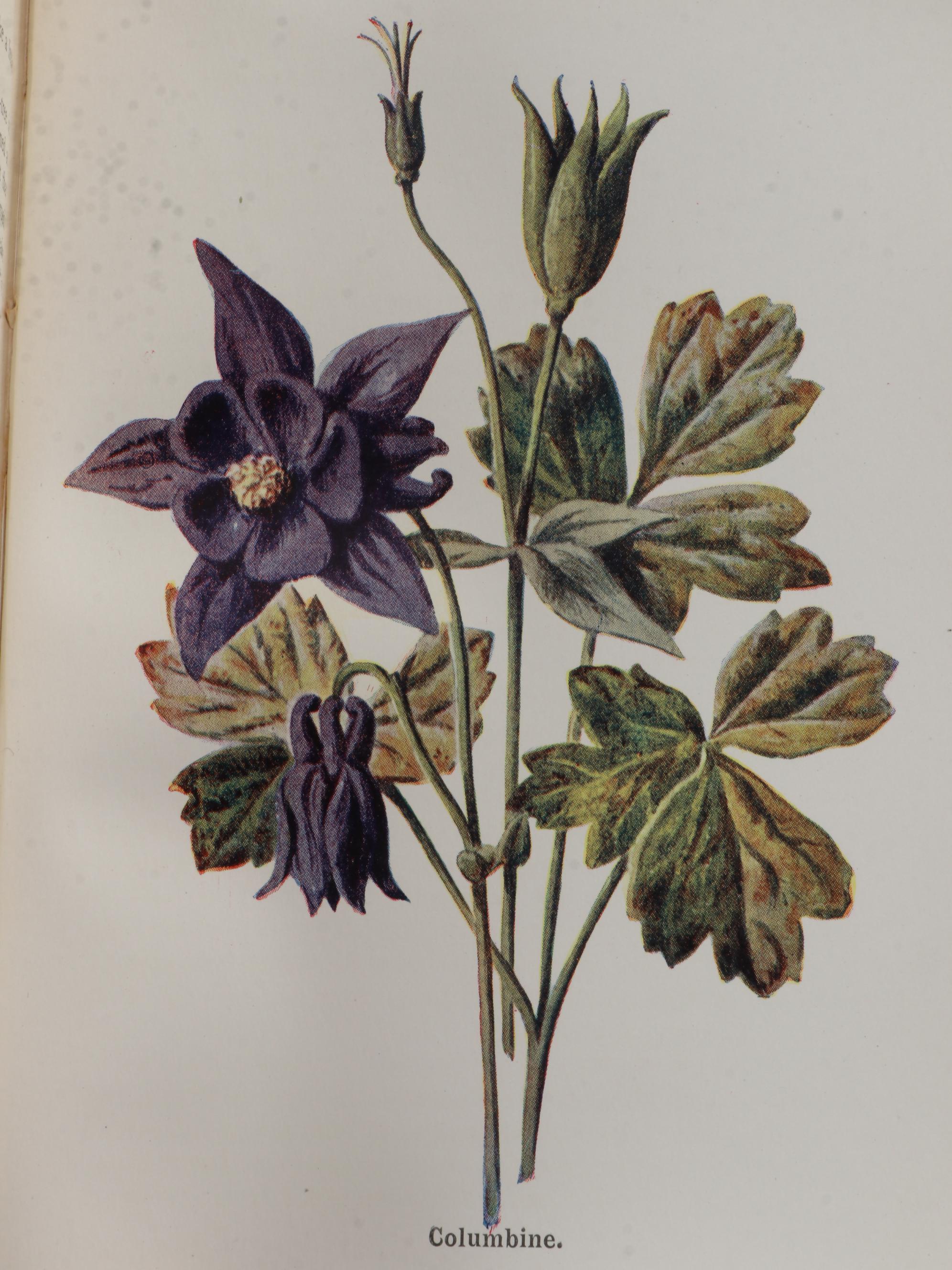 "Fruit Growing for Amateurs" by H. H. Thomas and More Cultivation Books