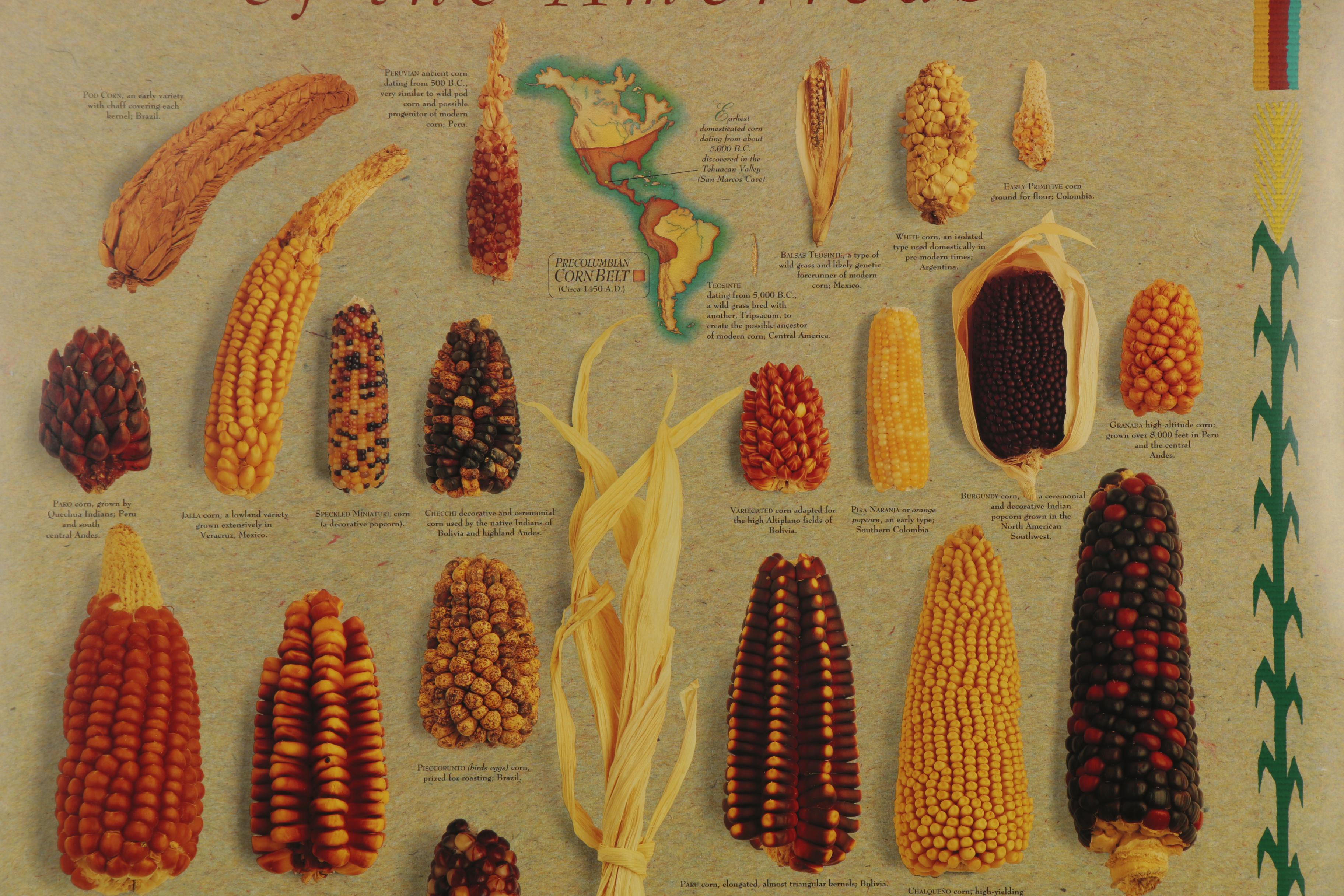 Digital Prints after Mark Miller "Indian Corn" and "Squash," 21st Century