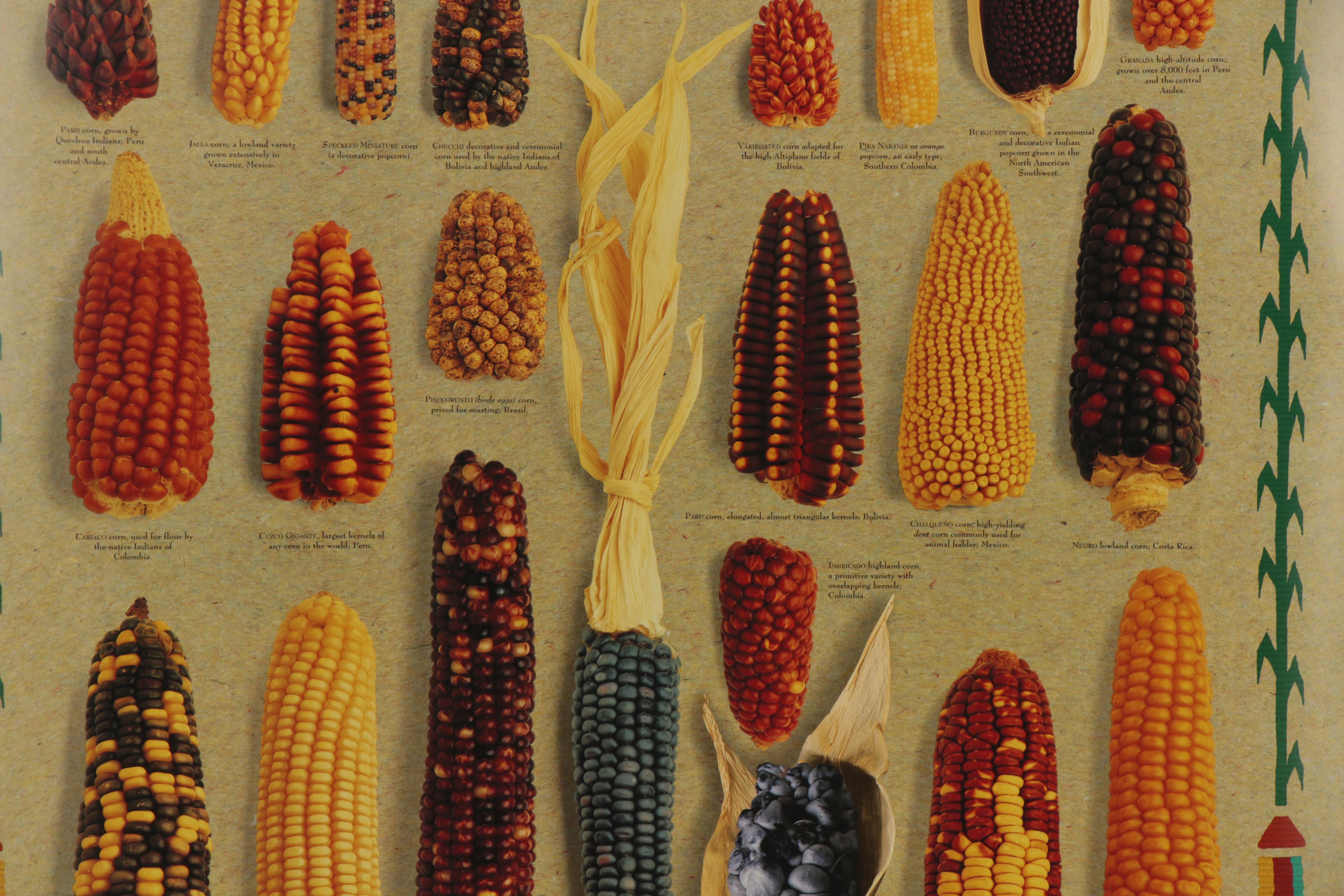 Digital Prints after Mark Miller "Indian Corn" and "Squash," 21st Century