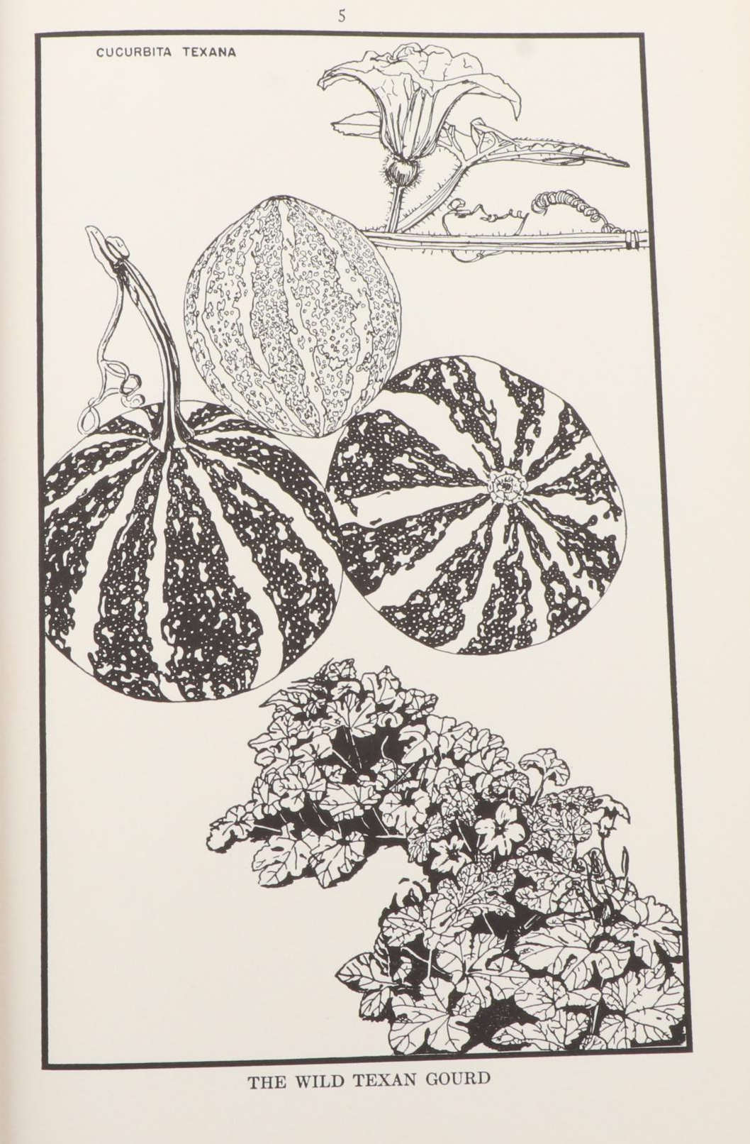 "The Garden of Gourds" by L. H. Bailey and More Vegetable Gardening Books