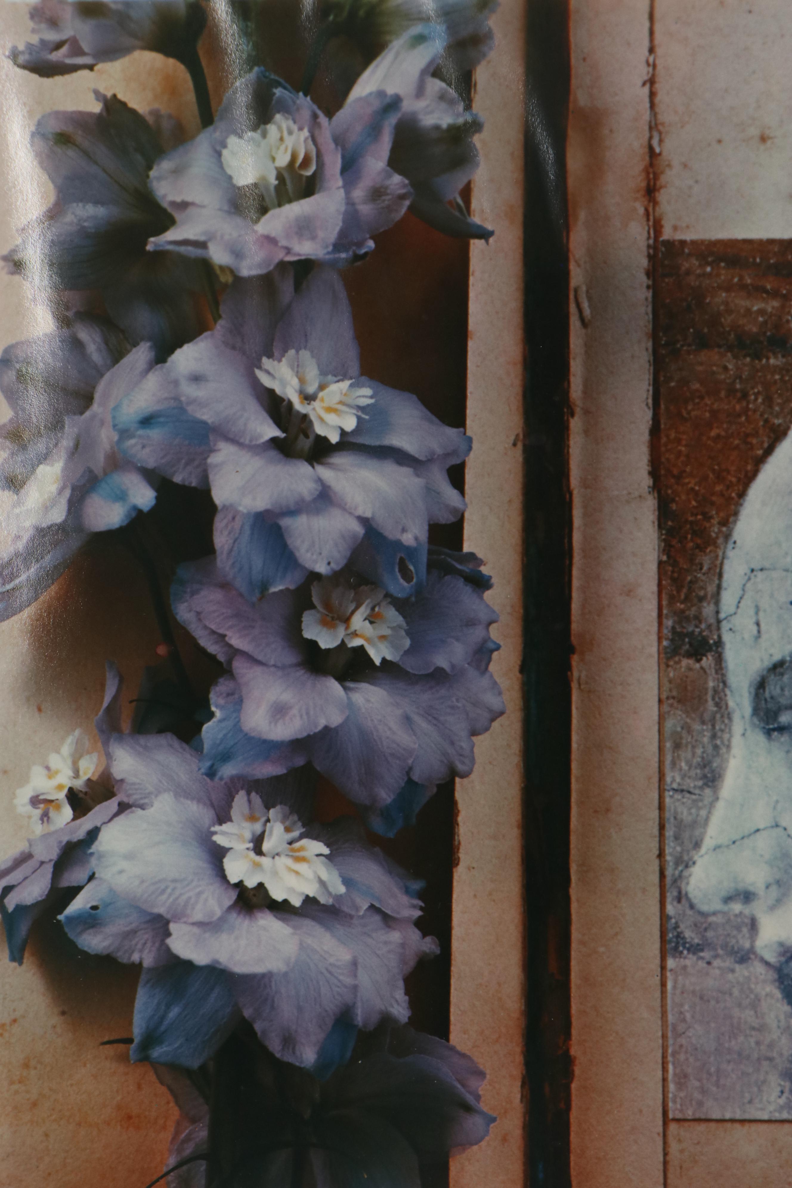 Olivia Parker Color Photograph "Hybrids," 1981