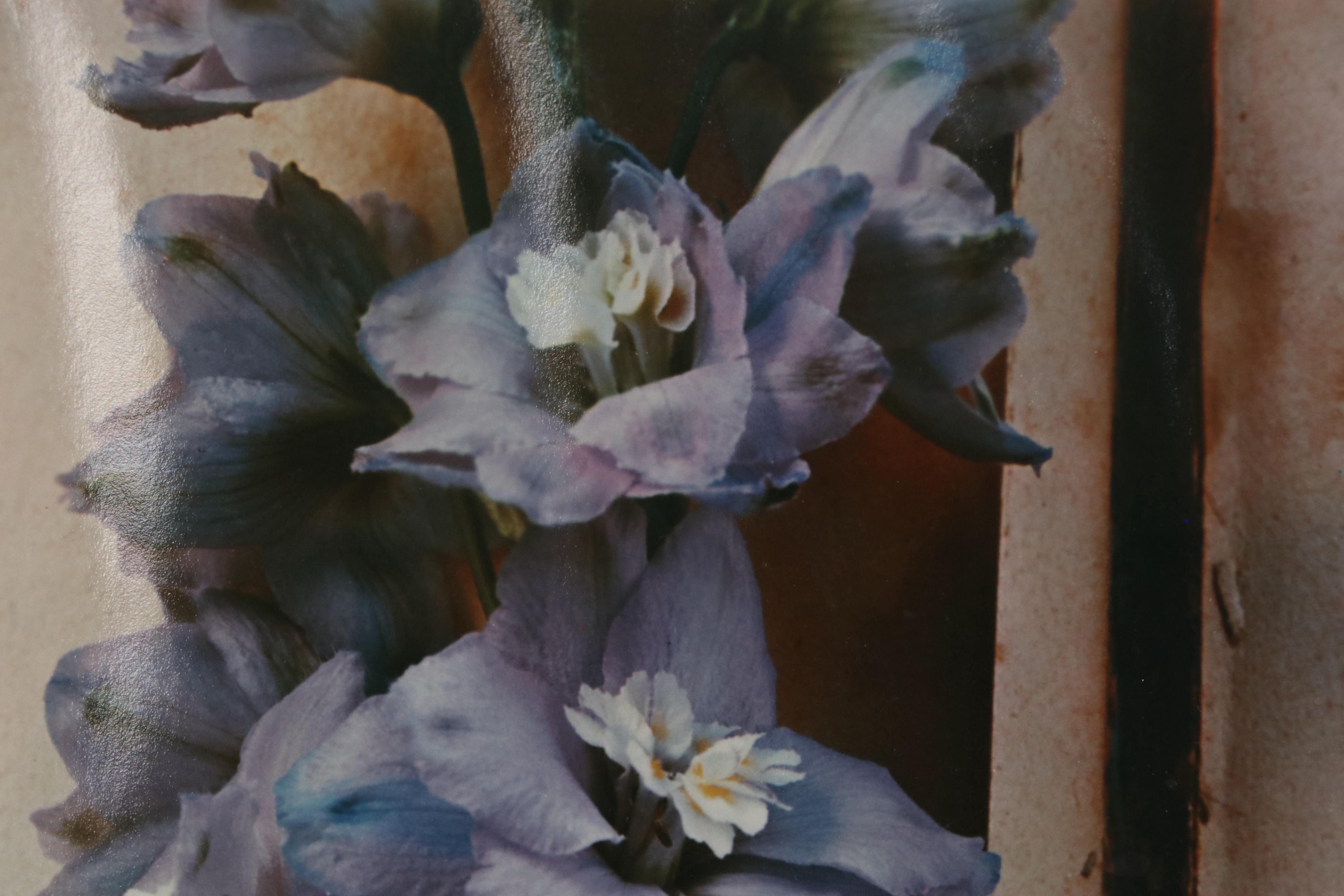 Olivia Parker Color Photograph "Hybrids," 1981