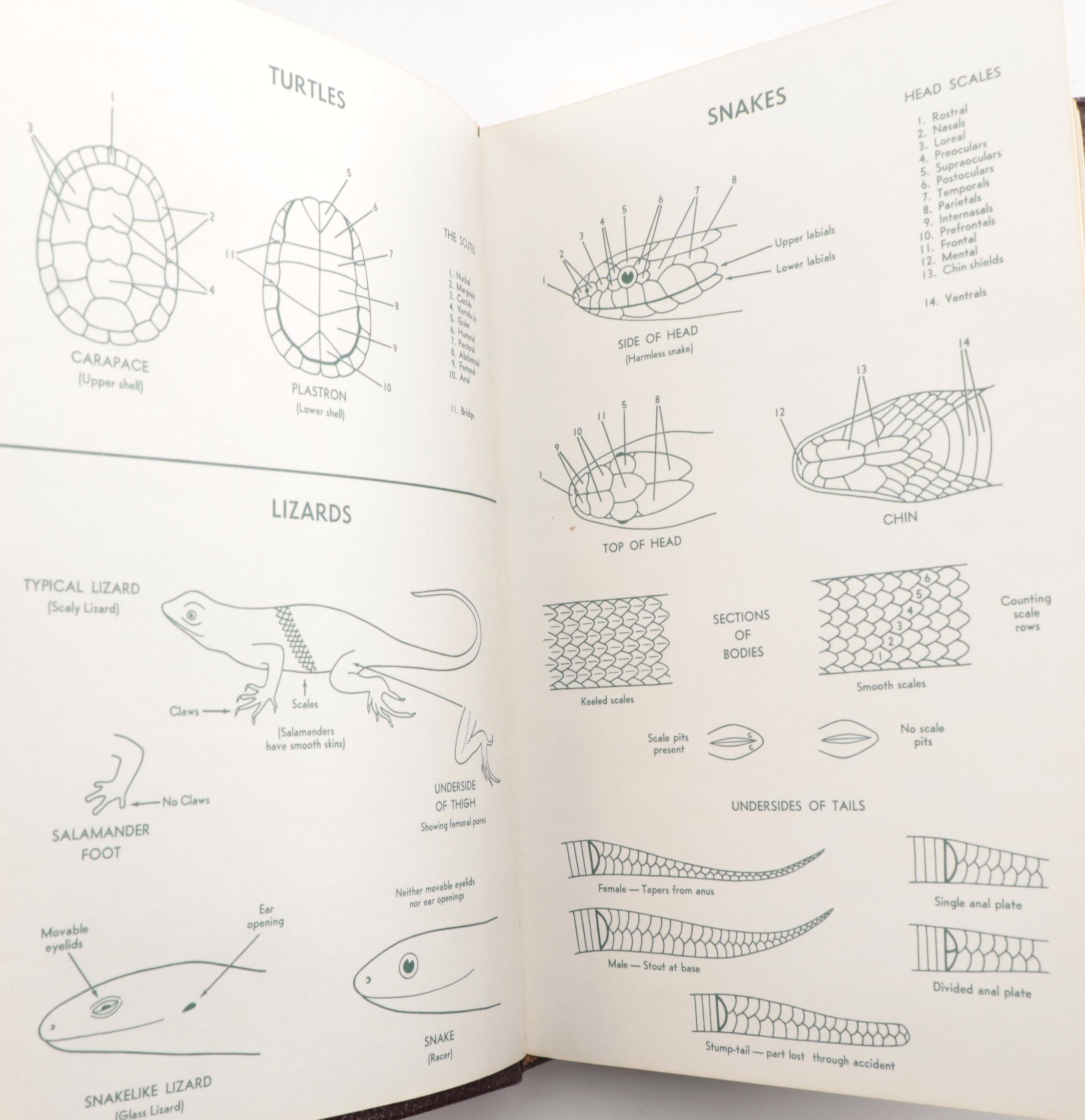 Easton Press Roger Tory Peterson Field Guides Series, Late 20th Century