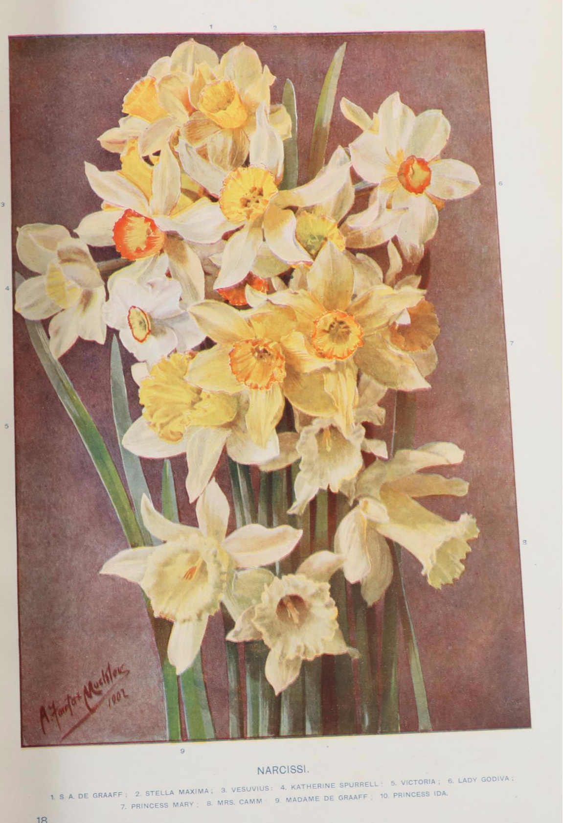 Illustrated "Cassell's Dictionary of Practical Gardening" Two-Volume Set, 1902