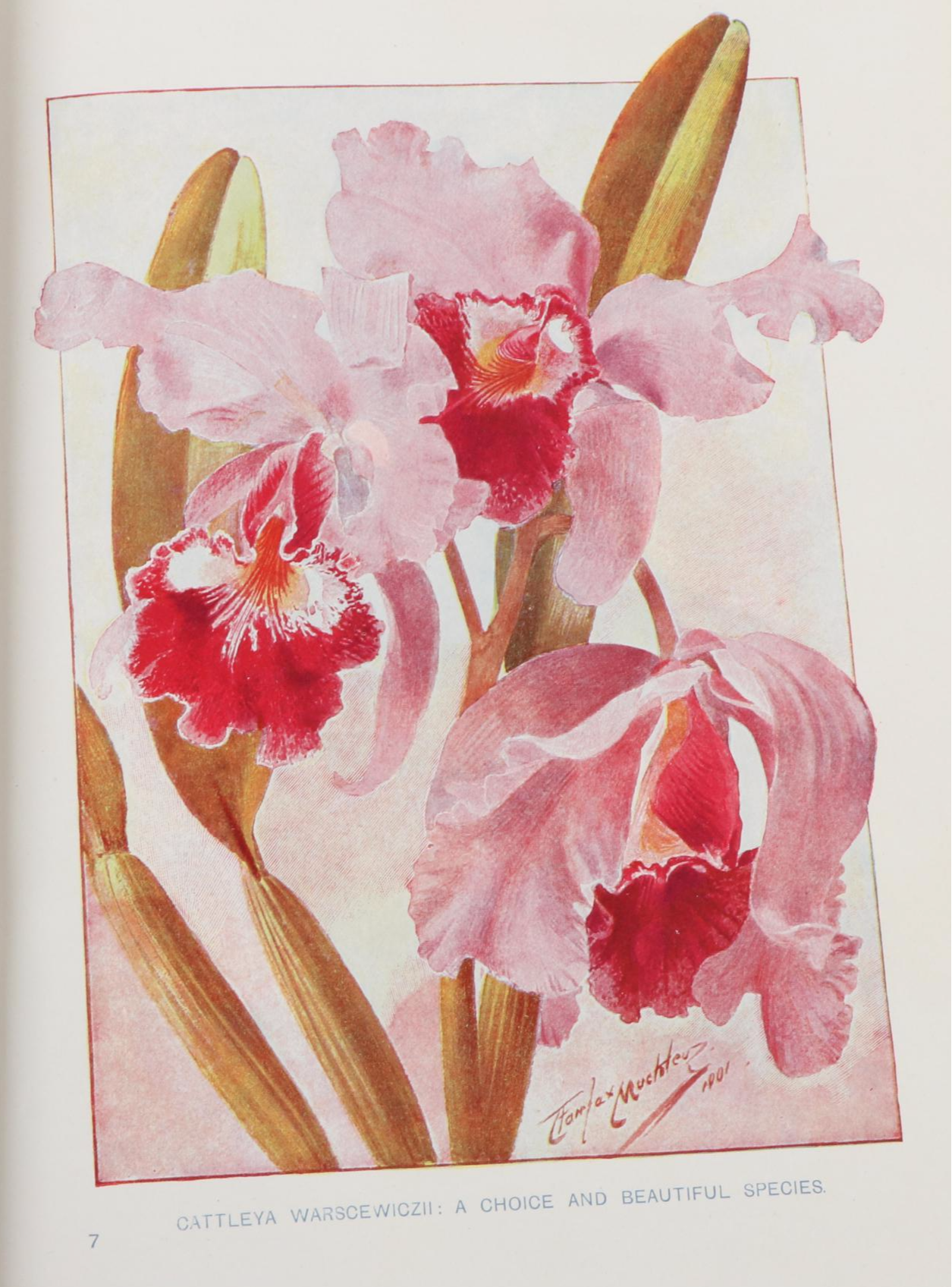 Illustrated "Cassell's Dictionary of Practical Gardening" Two-Volume Set, 1902