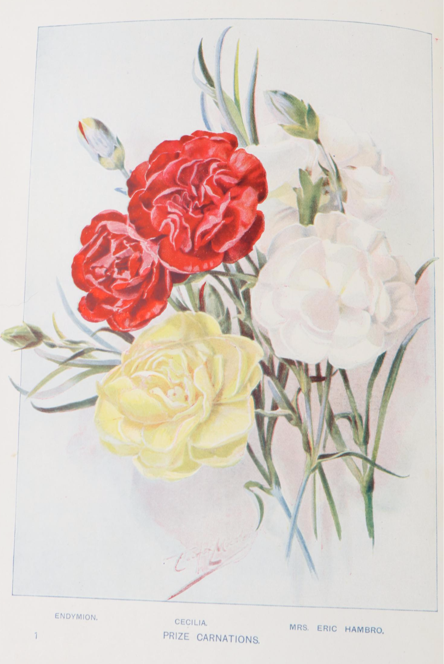 Illustrated "Cassell's Dictionary of Practical Gardening" Two-Volume Set, 1902