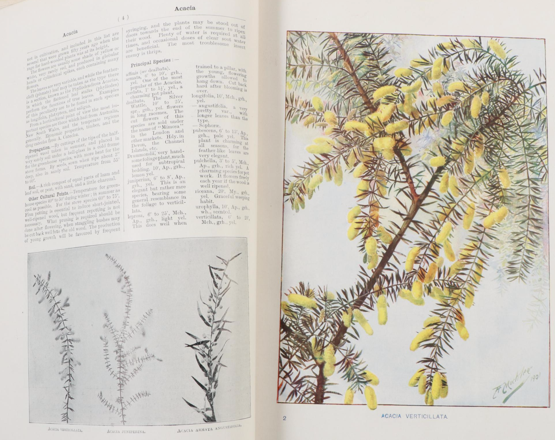 Illustrated "Cassell's Dictionary of Practical Gardening" Two-Volume Set, 1902