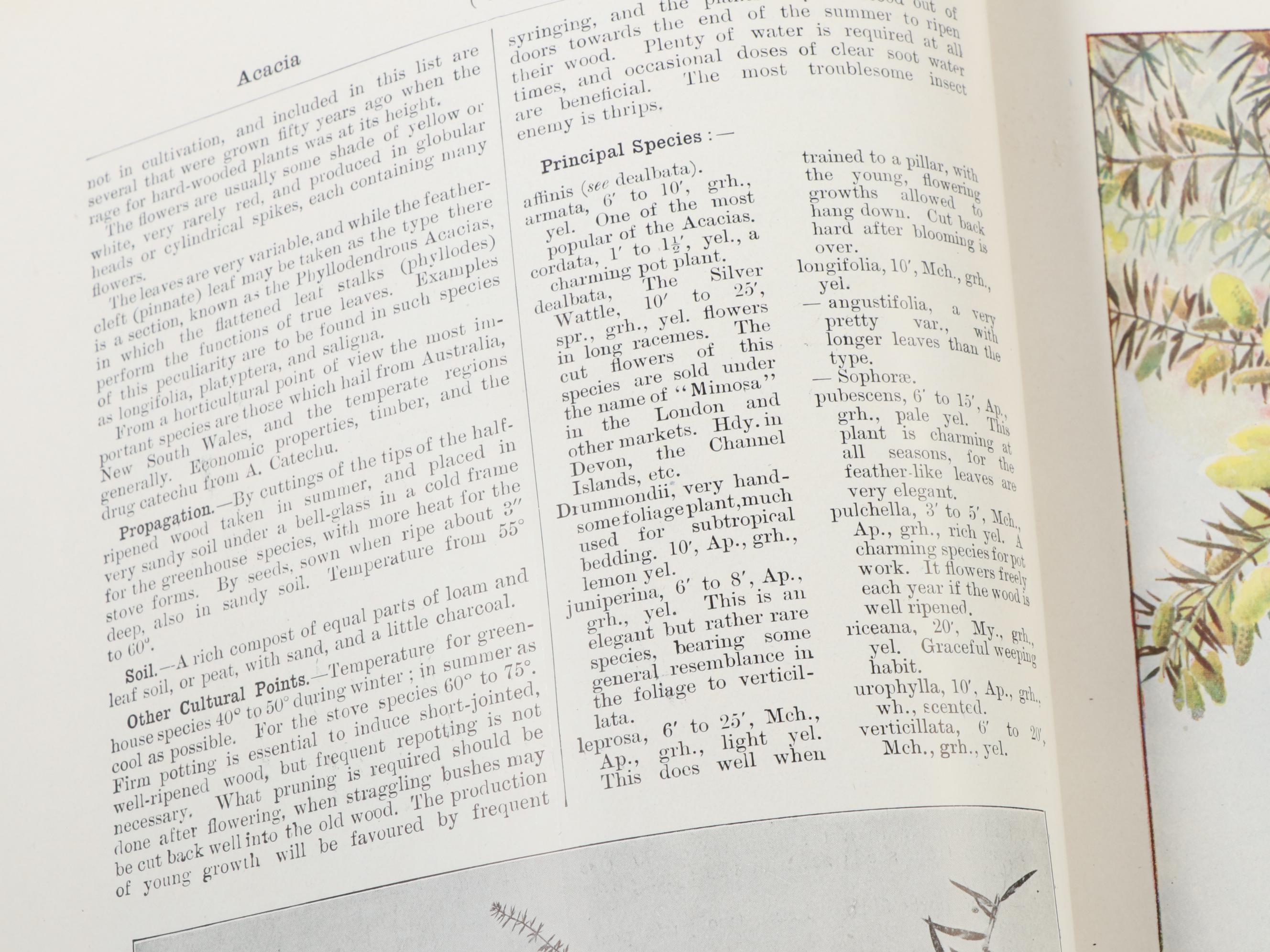 Illustrated "Cassell's Dictionary of Practical Gardening" Two-Volume Set, 1902