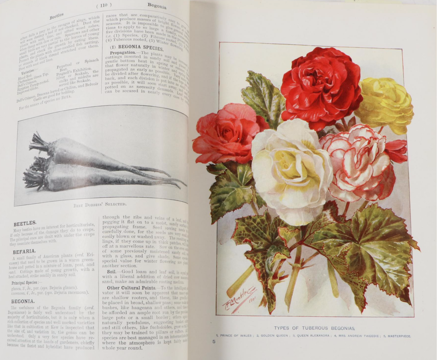 Illustrated "Cassell's Dictionary of Practical Gardening" Two-Volume Set, 1902