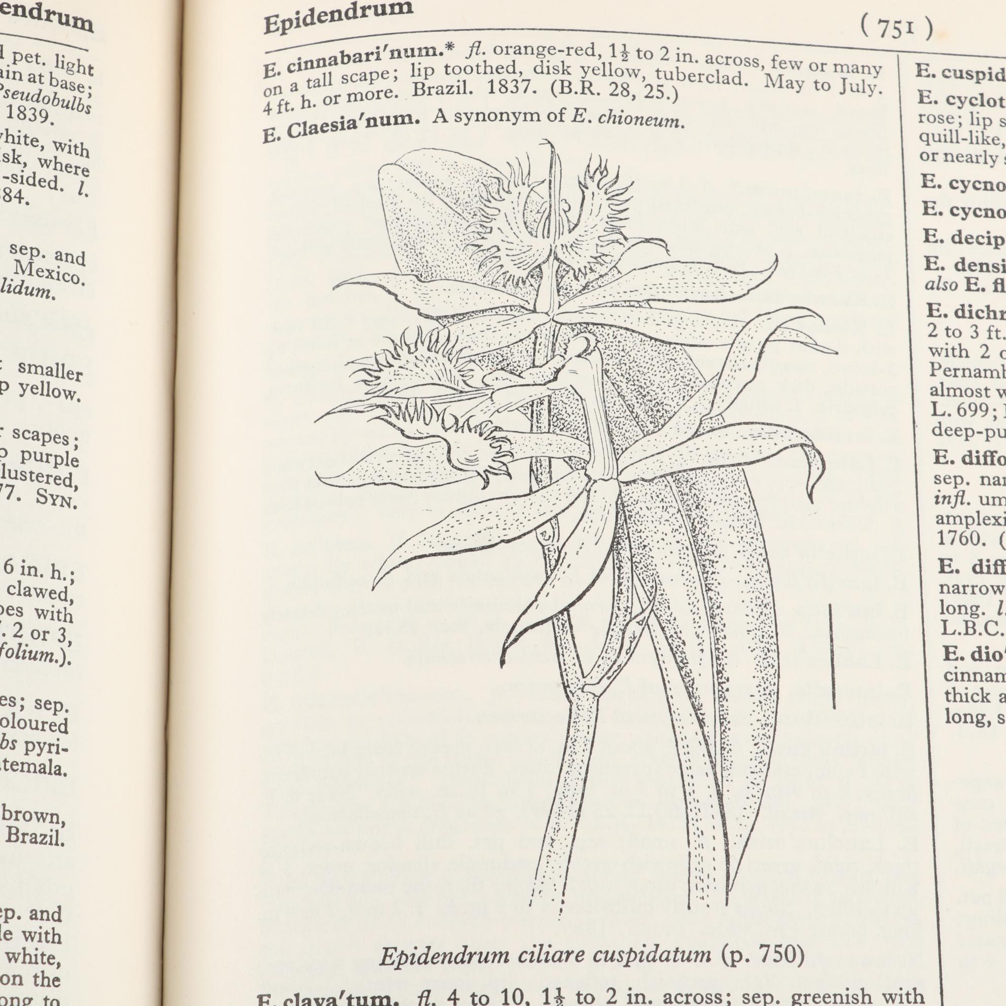 "Dictionary of Gardening" Second Edition Edited by Chittenden and Synge