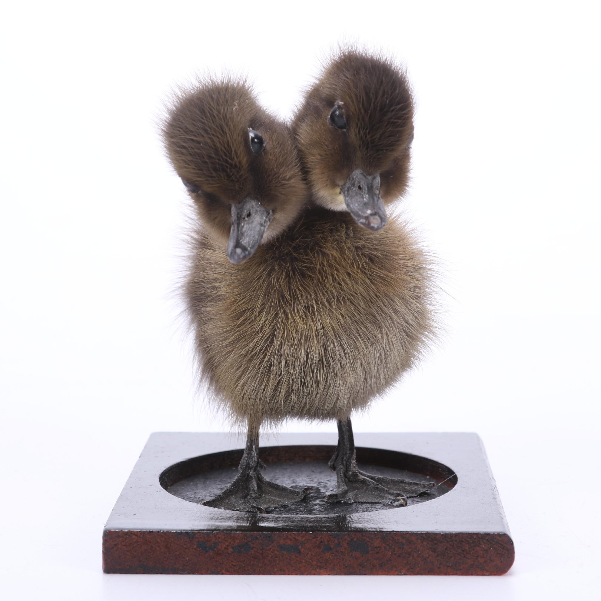 Sideshow Gaff Taxidermy Two-Headed Duckling