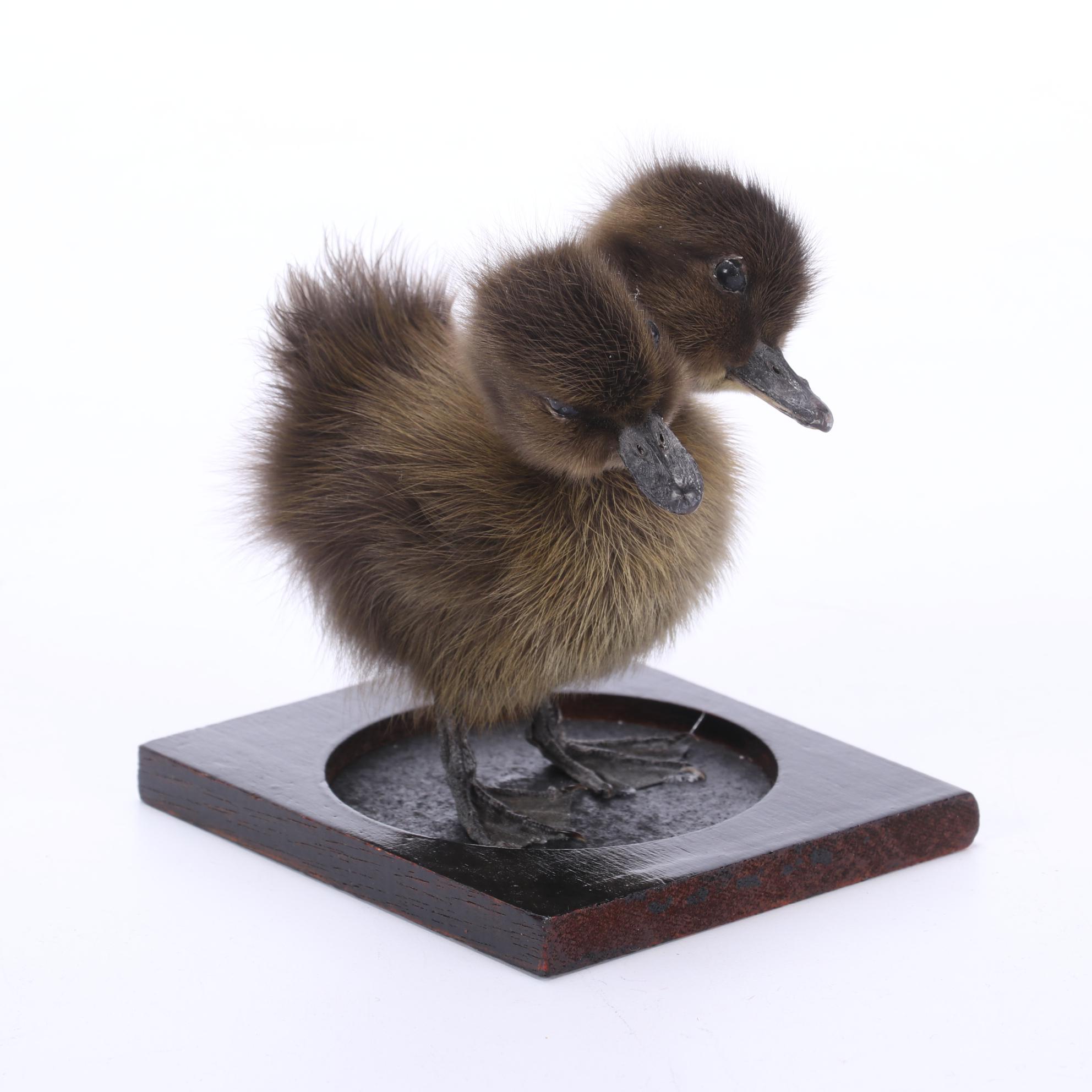 Sideshow Gaff Taxidermy Two-Headed Duckling
