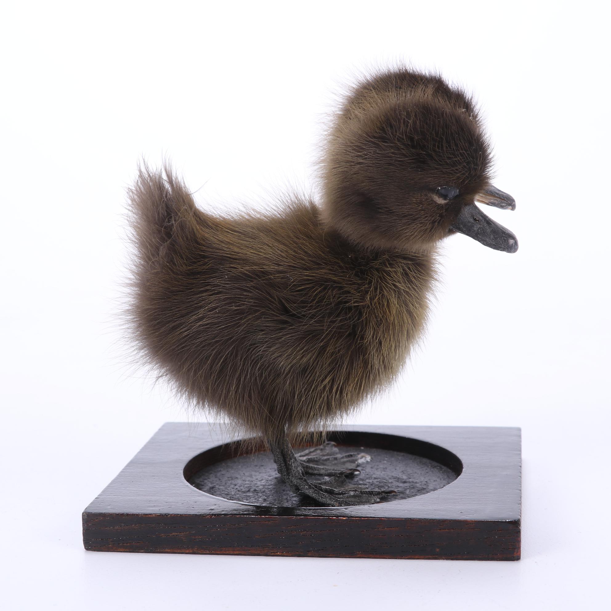 Sideshow Gaff Taxidermy Two-Headed Duckling