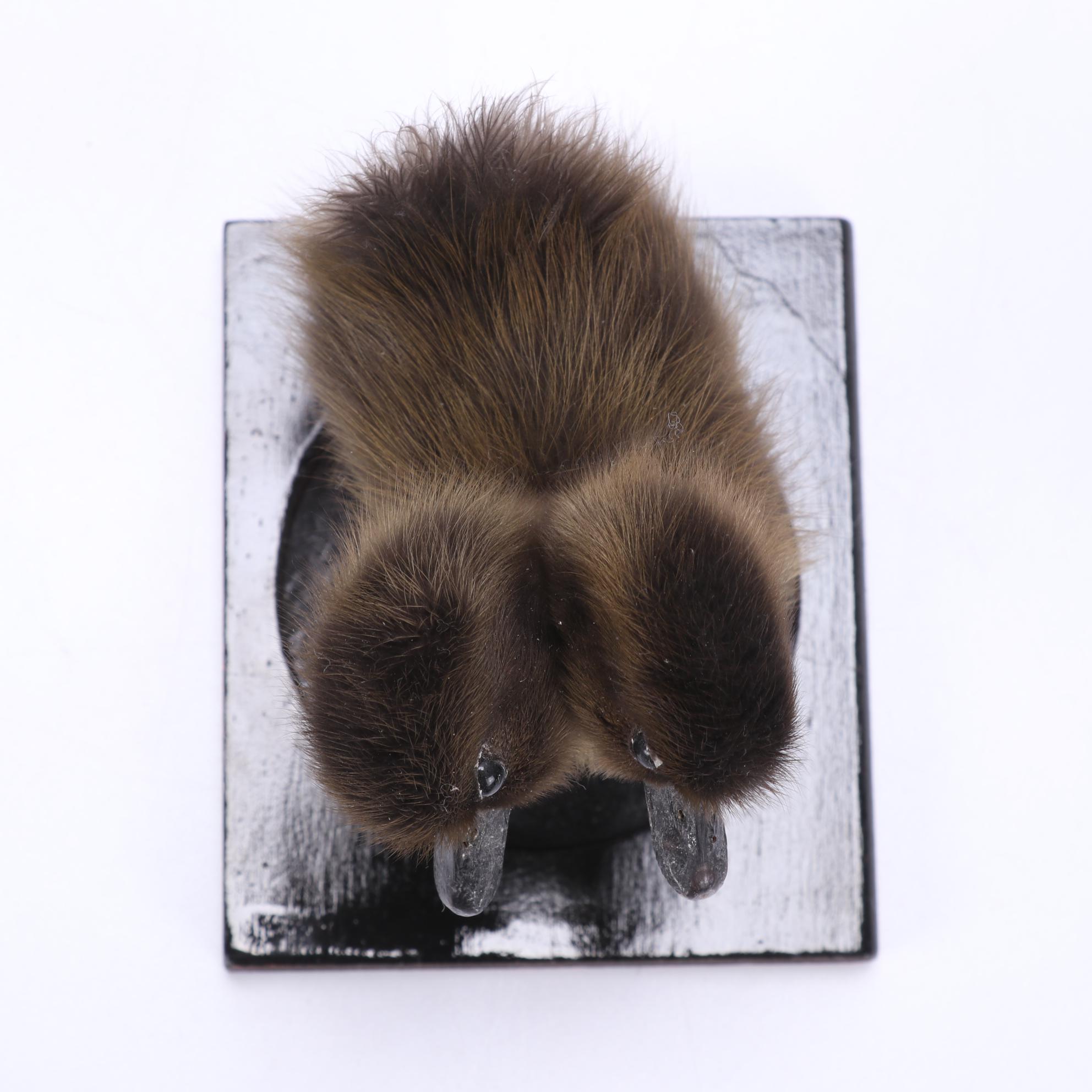 Sideshow Gaff Taxidermy Two-Headed Duckling