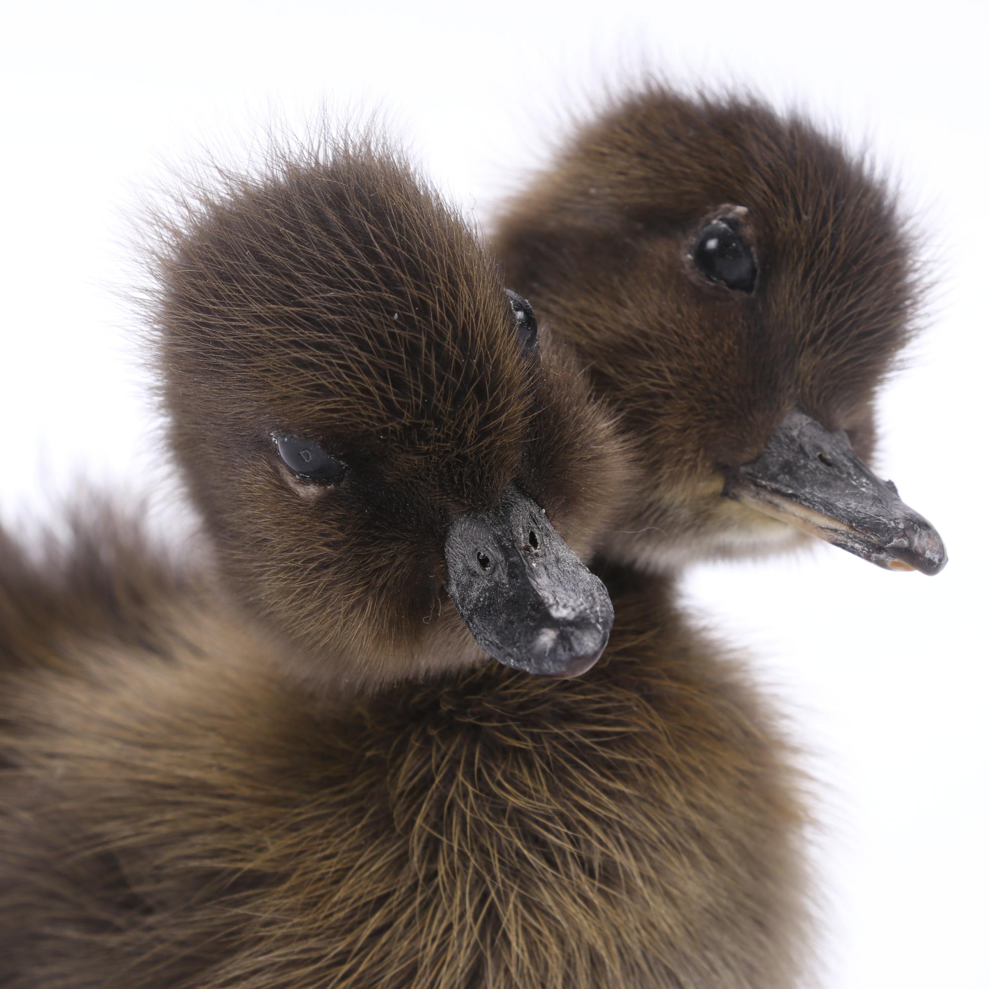 Sideshow Gaff Taxidermy Two-Headed Duckling