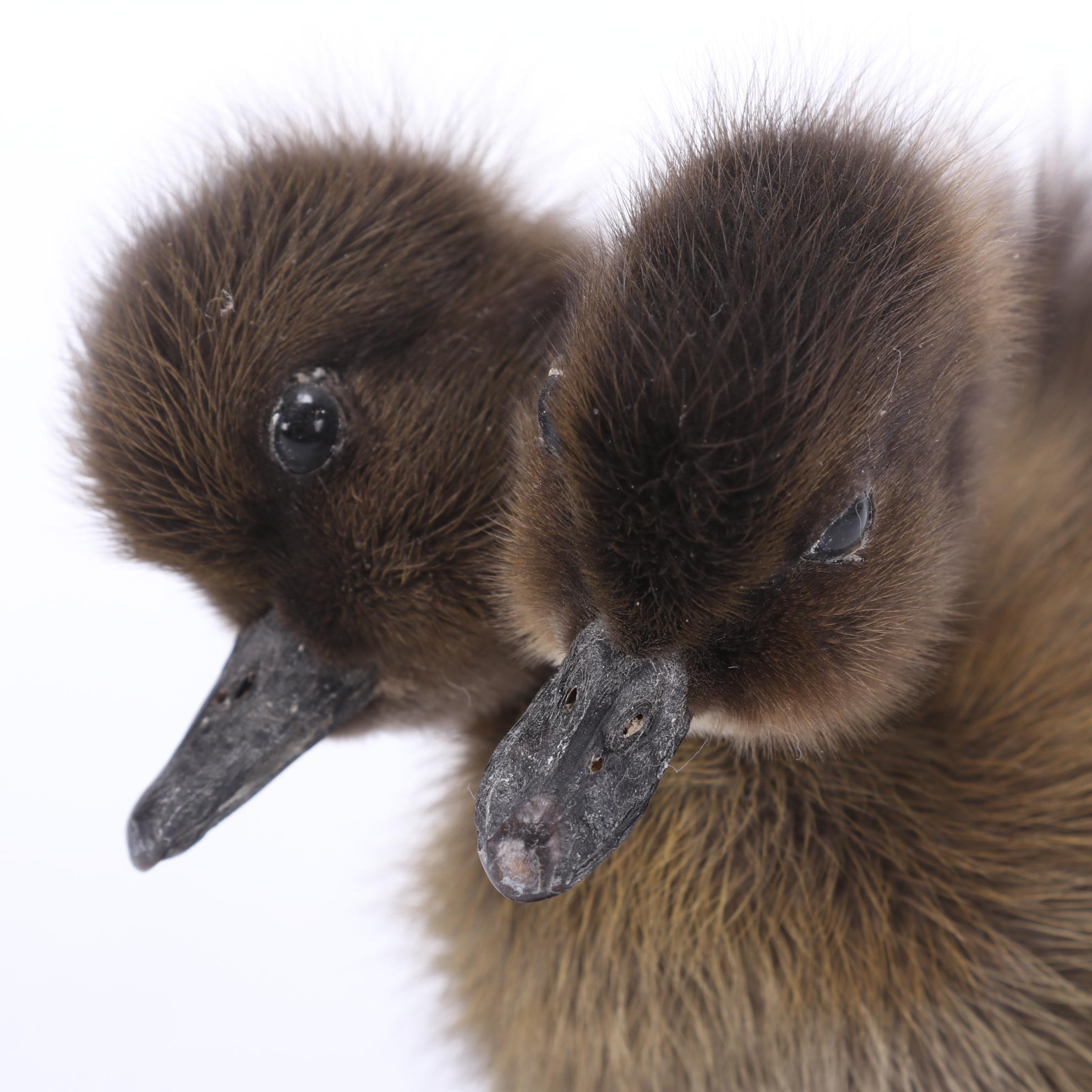 Sideshow Gaff Taxidermy Two-Headed Duckling