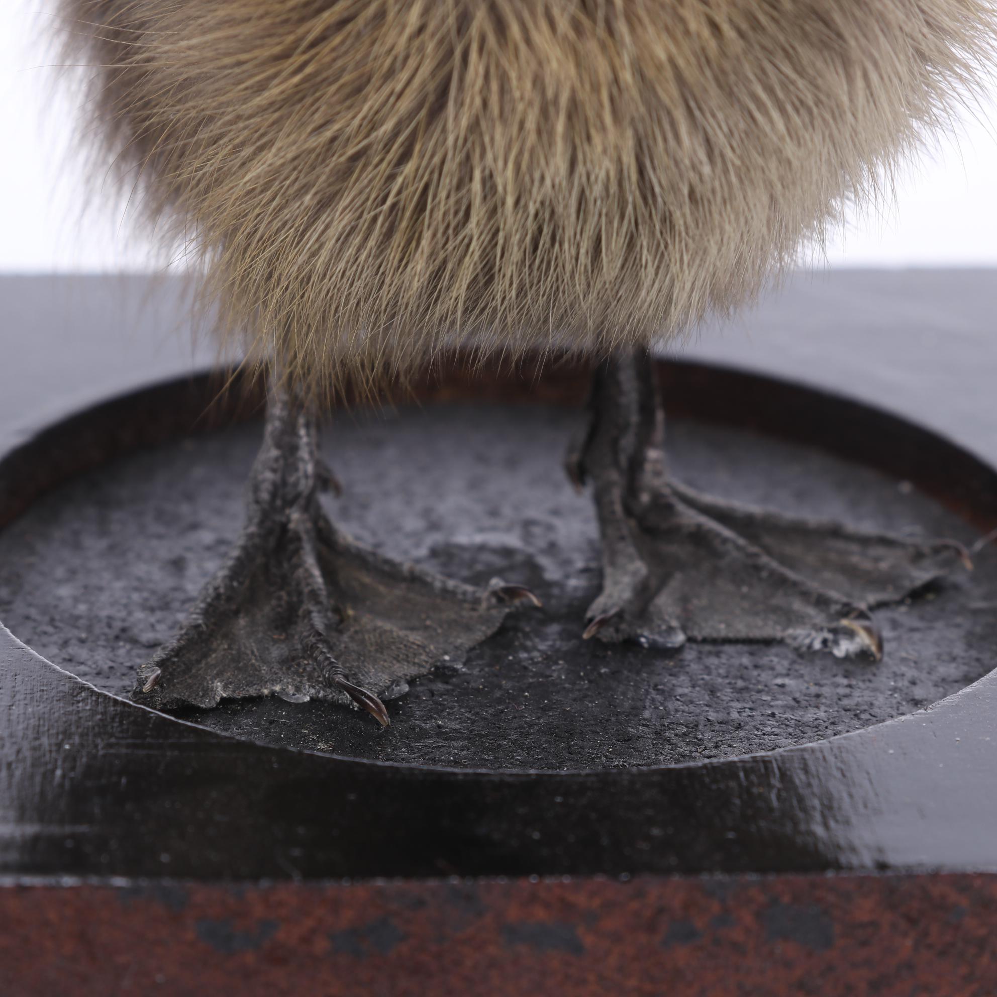 Sideshow Gaff Taxidermy Two-Headed Duckling