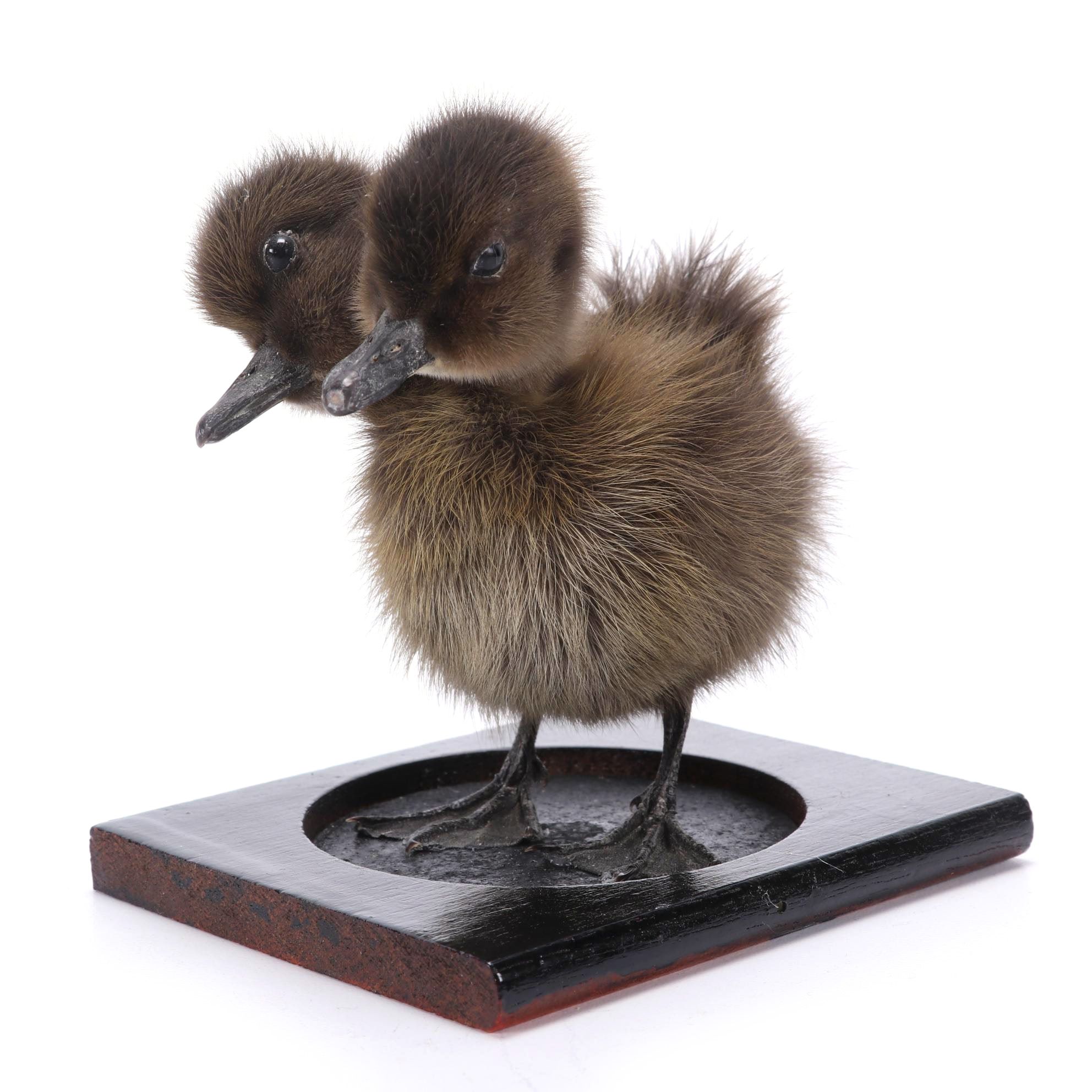 Sideshow Gaff Taxidermy Two-Headed Duckling