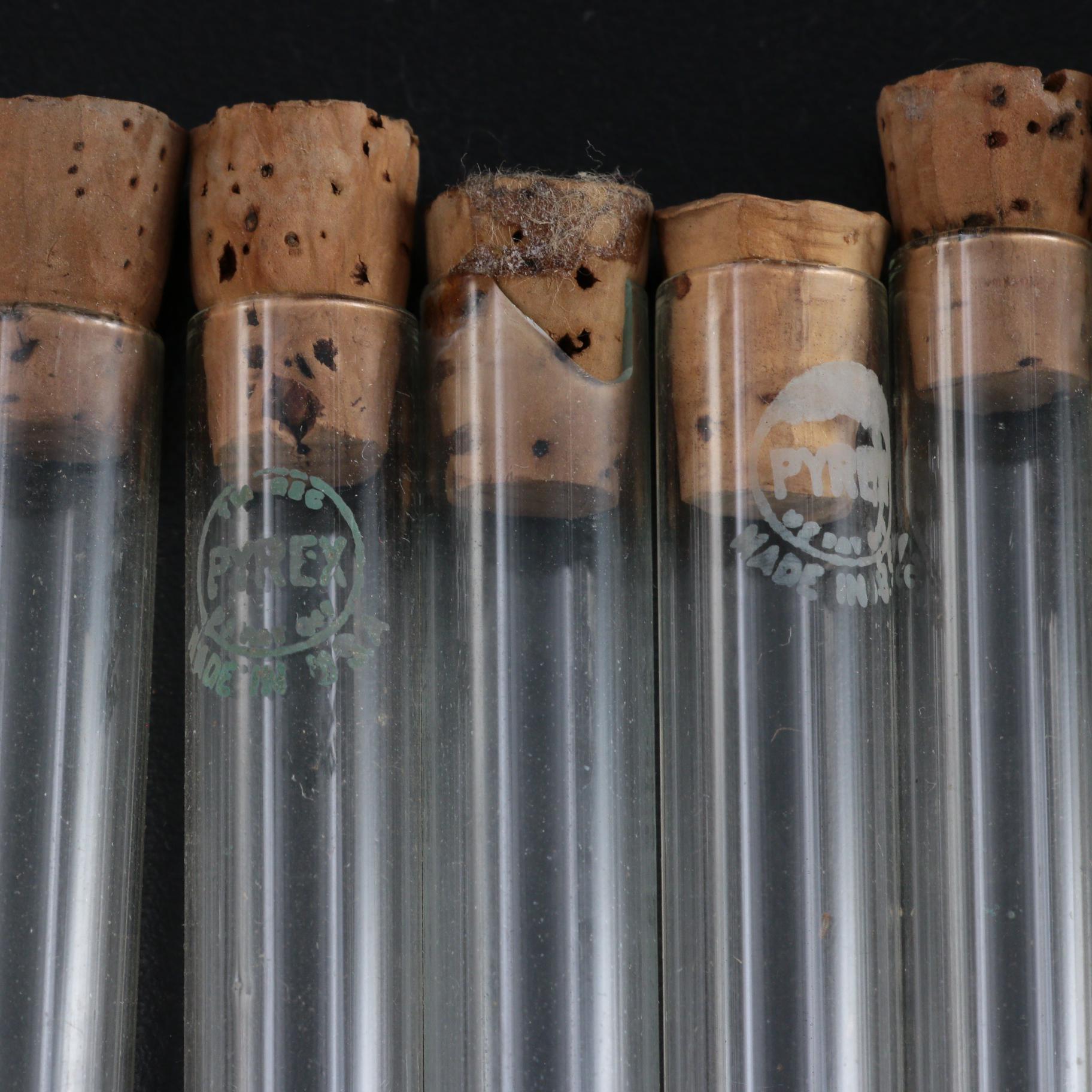 Pyrex and Eli Lilly Co. Medical Laboratory Glass Beakers and Tubes, Mid-20th C.