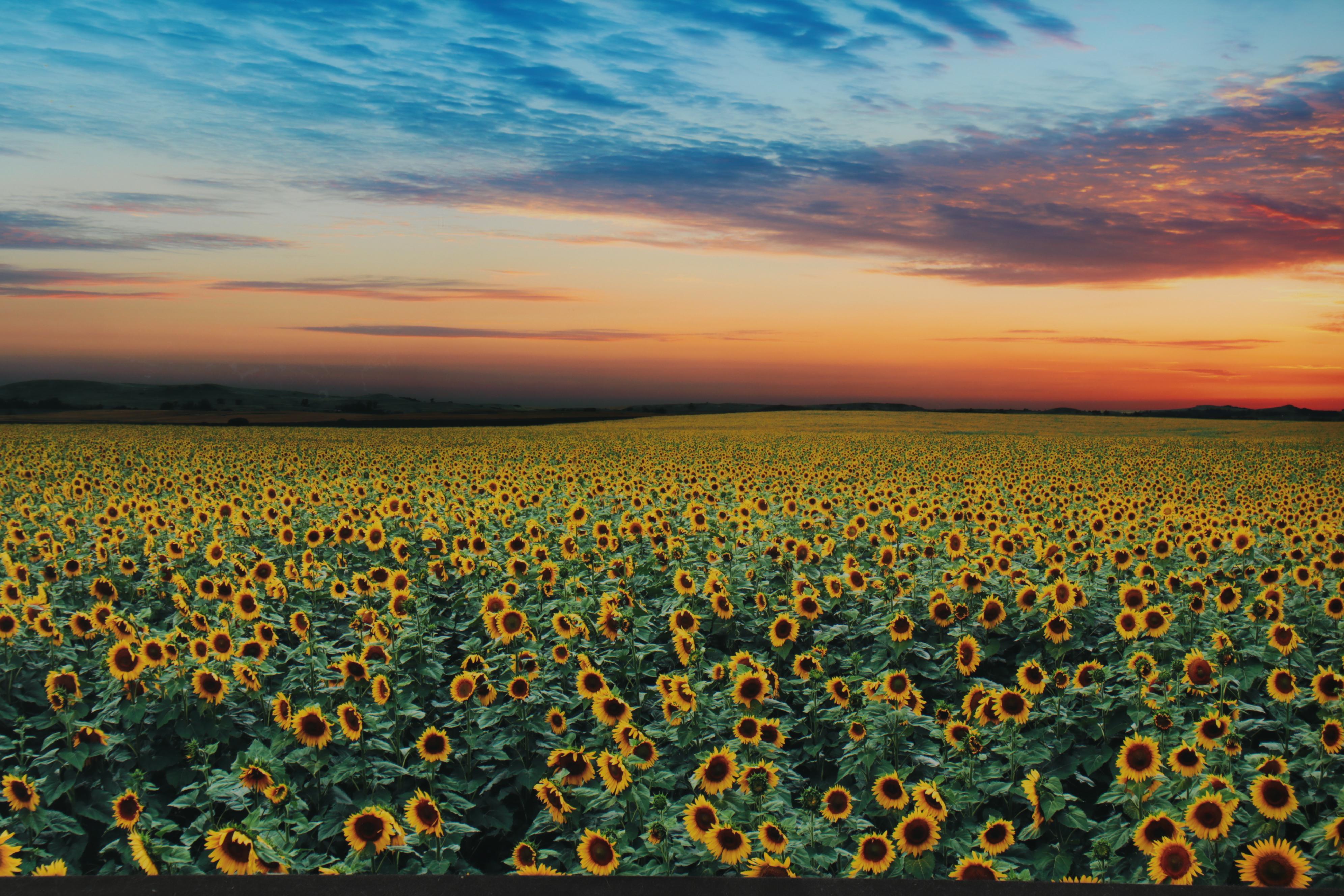 Peter Lik Monumental Chromogenic Color Photograph "Summer Dreams," 21st Century