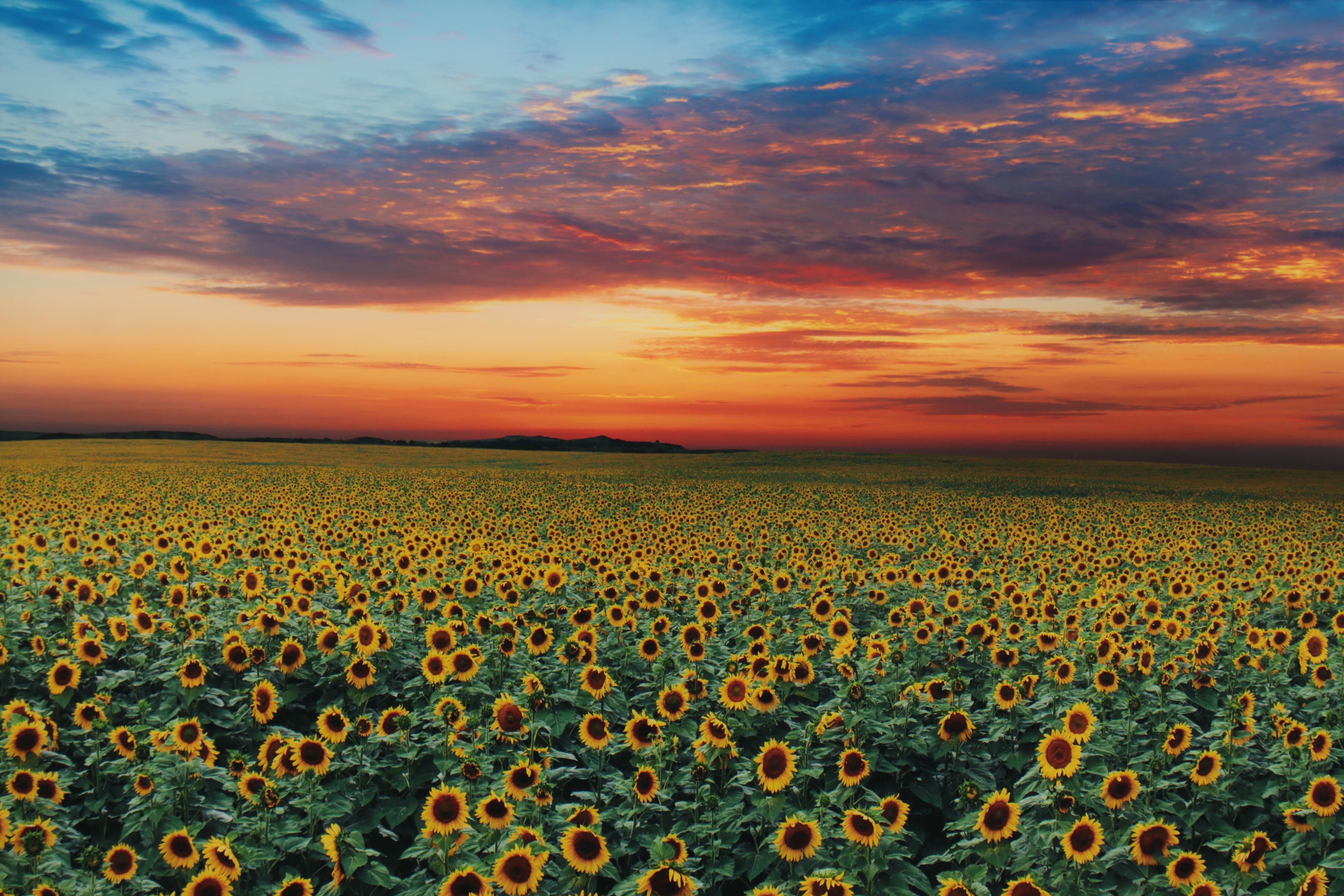 Peter Lik Monumental Chromogenic Color Photograph "Summer Dreams," 21st Century