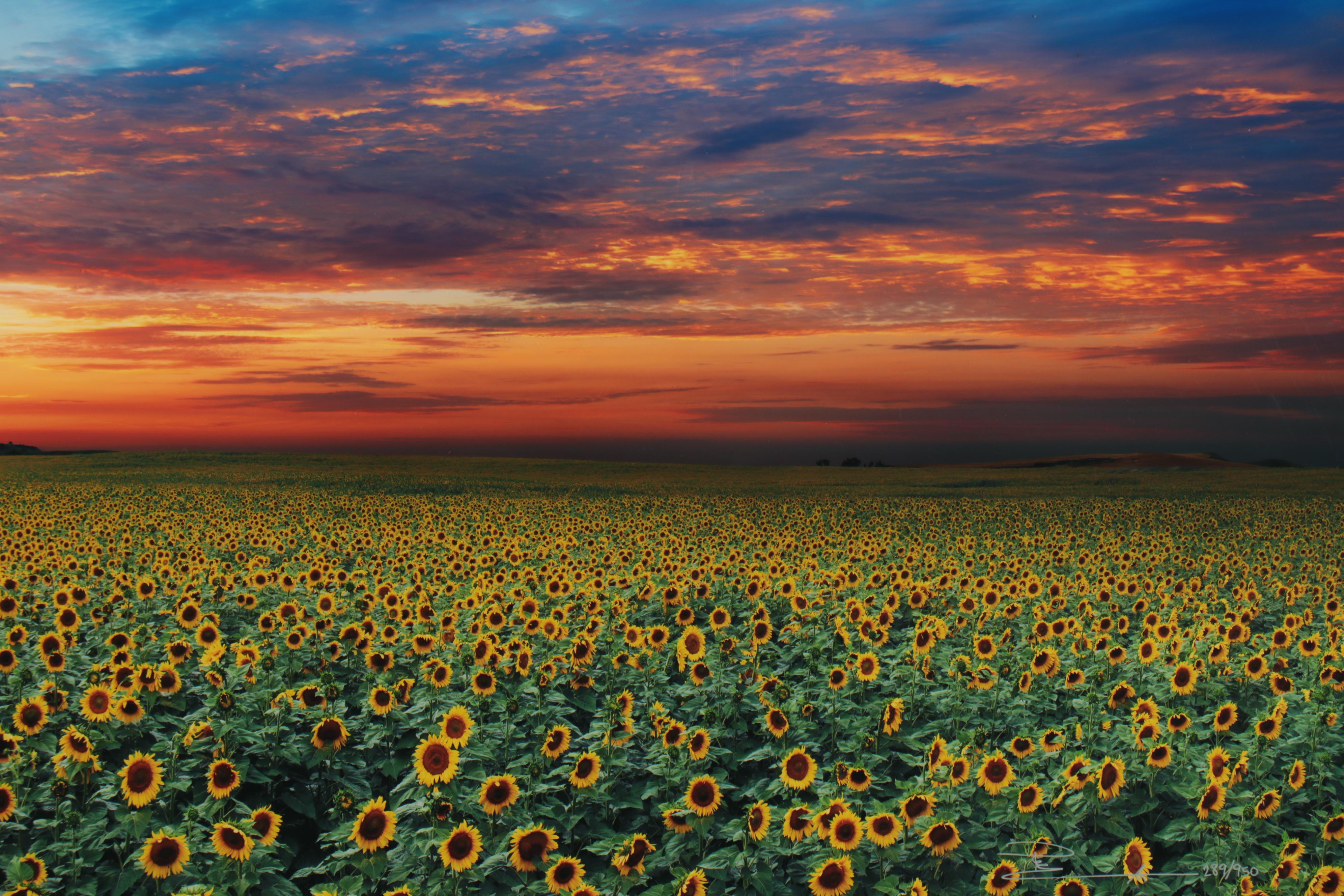 Peter Lik Monumental Chromogenic Color Photograph "Summer Dreams," 21st Century