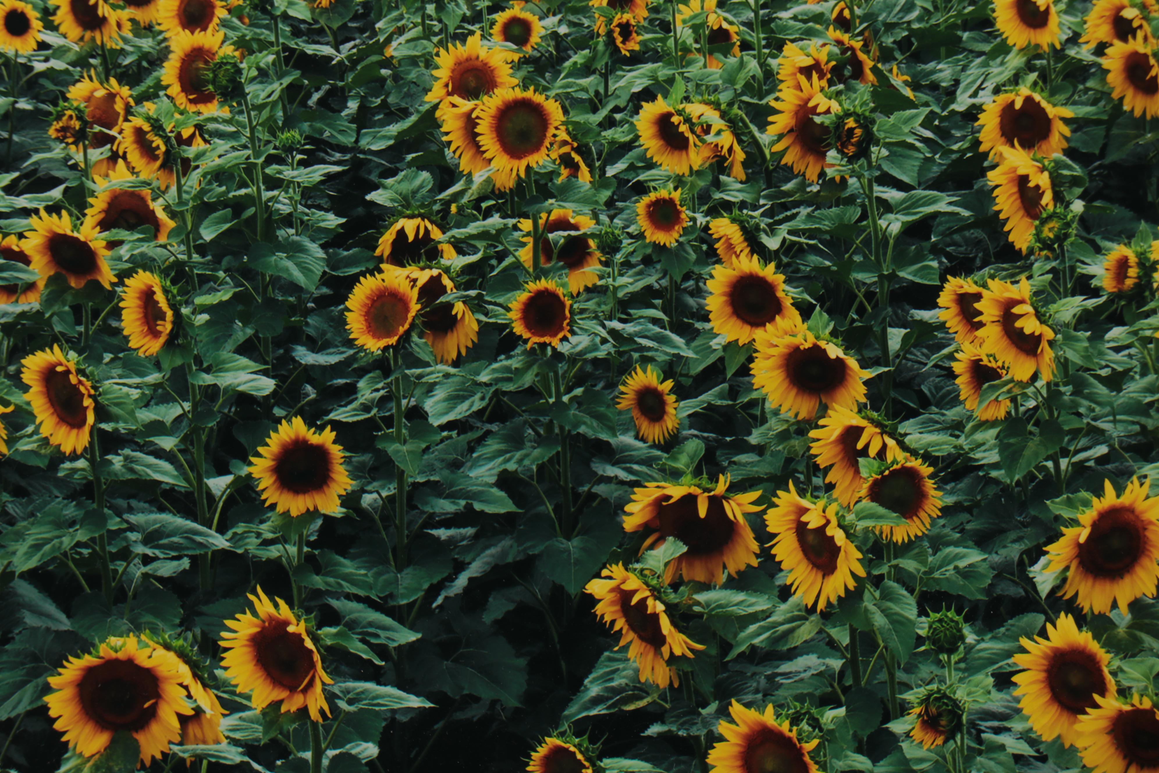 Peter Lik Monumental Chromogenic Color Photograph "Summer Dreams," 21st Century