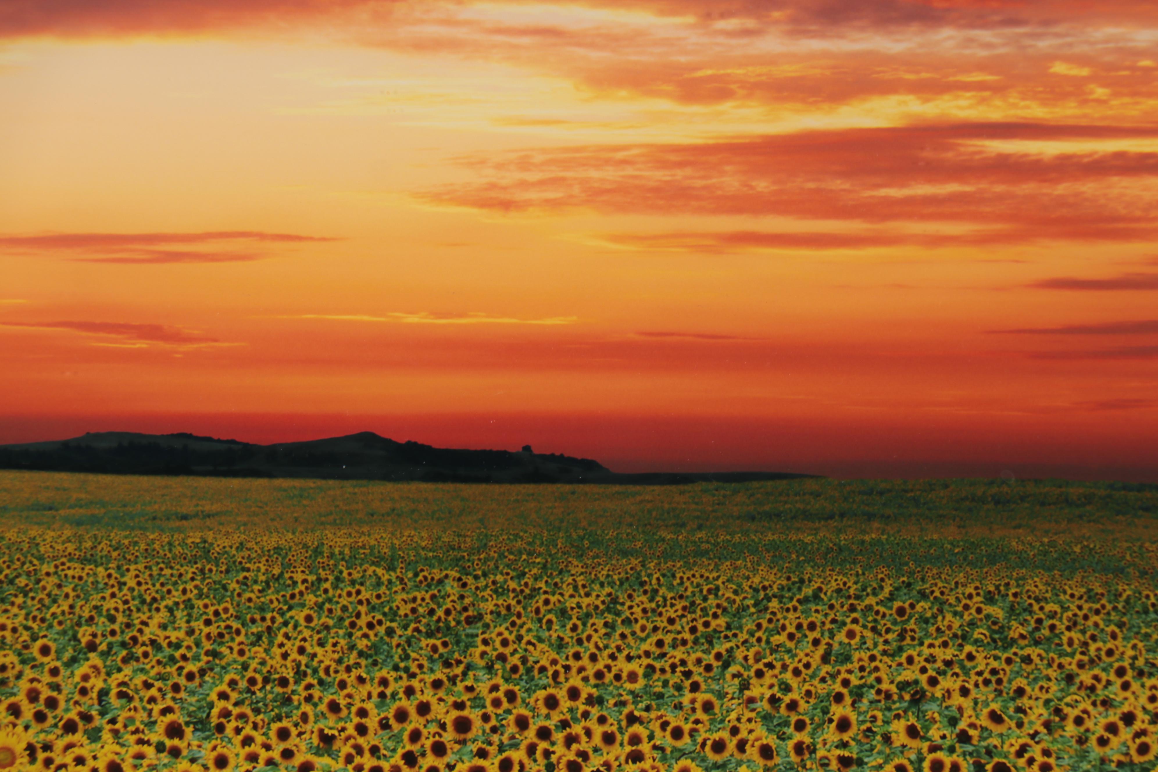 Peter Lik Monumental Chromogenic Color Photograph "Summer Dreams," 21st Century