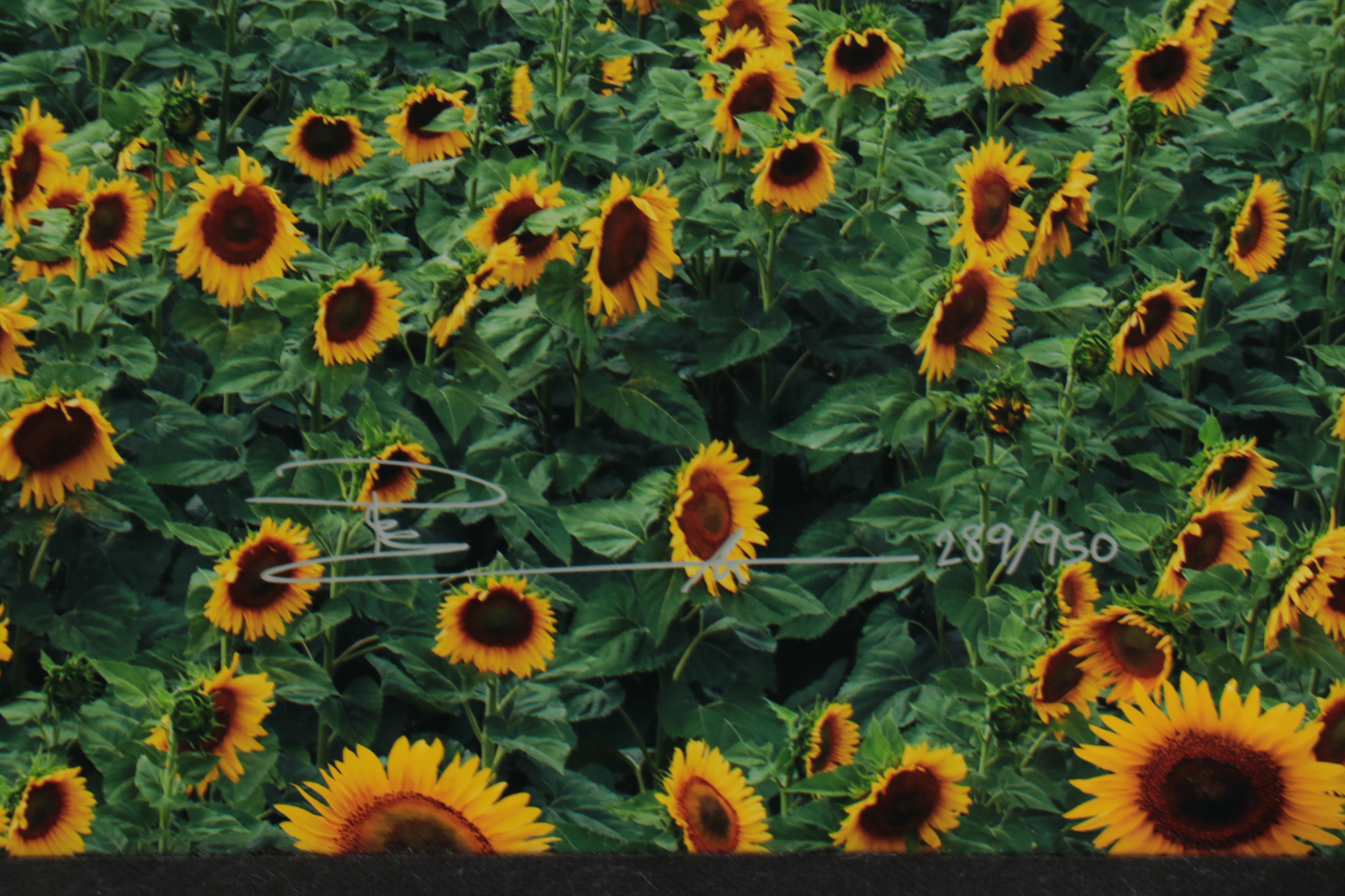 Peter Lik Monumental Chromogenic Color Photograph "Summer Dreams," 21st Century