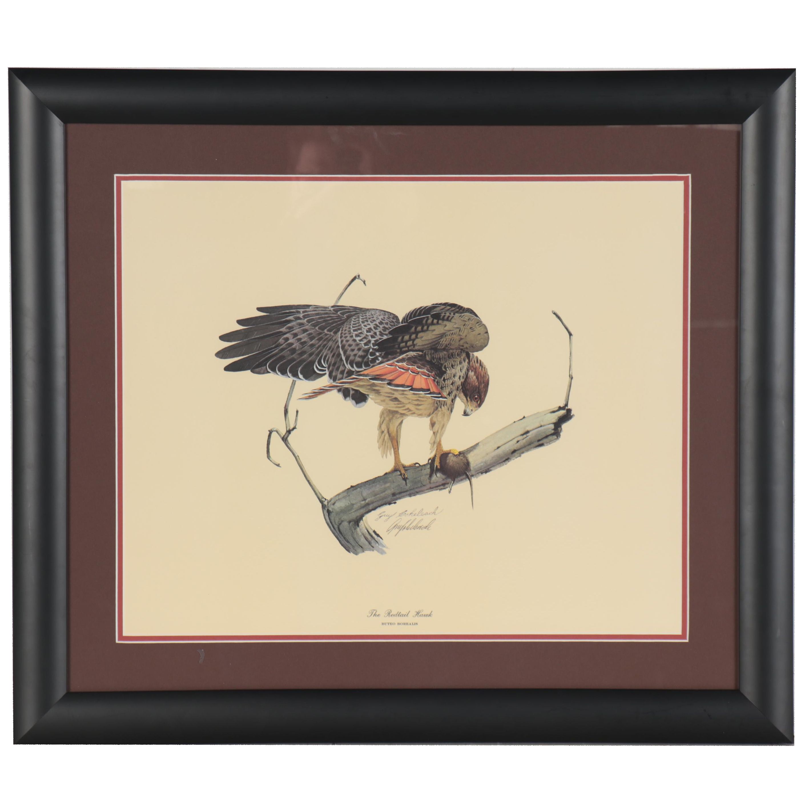Guy Coheleach Offset Lithograph "The Redtail Hawk," 21st Century