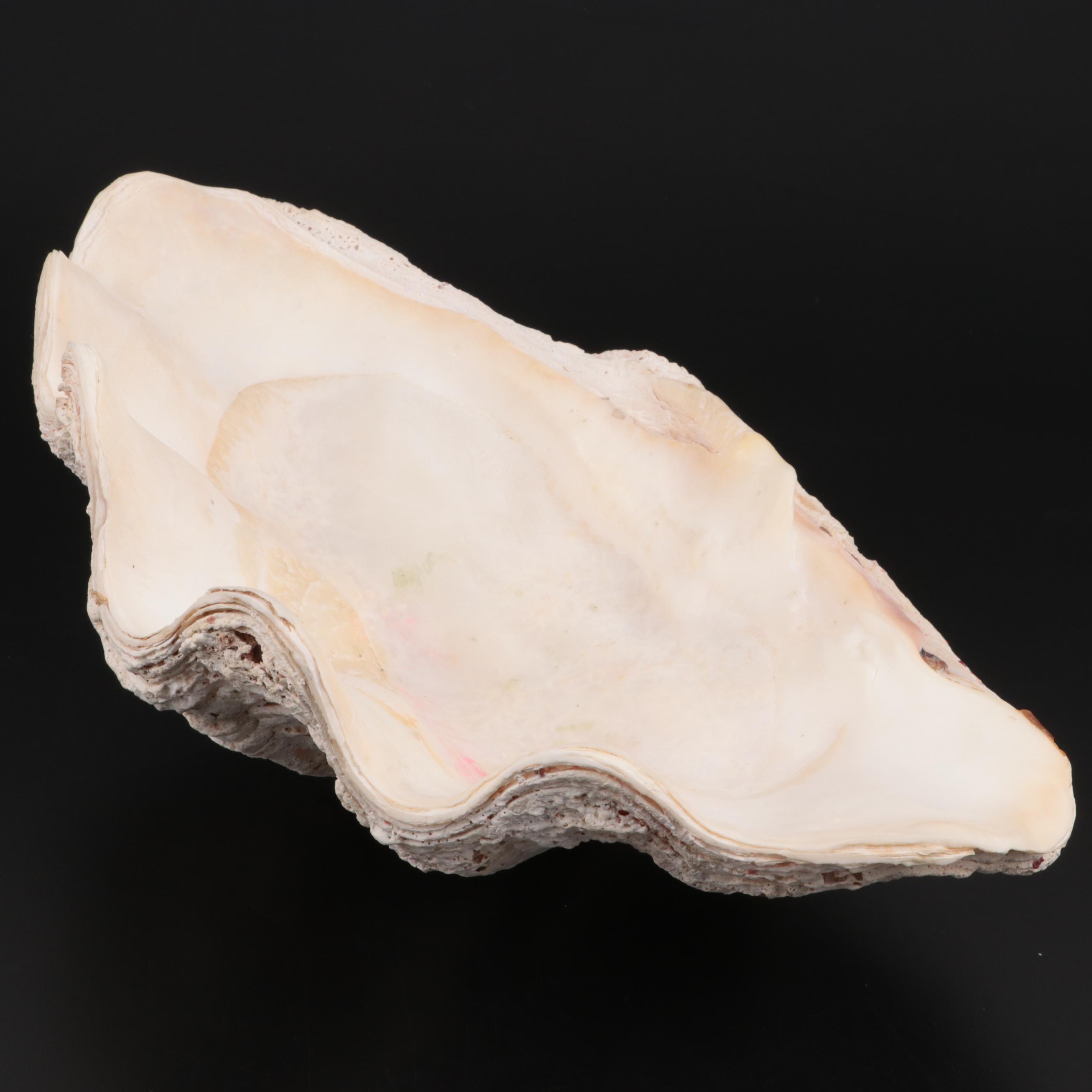 Giant Clam Half-Shell Specimen